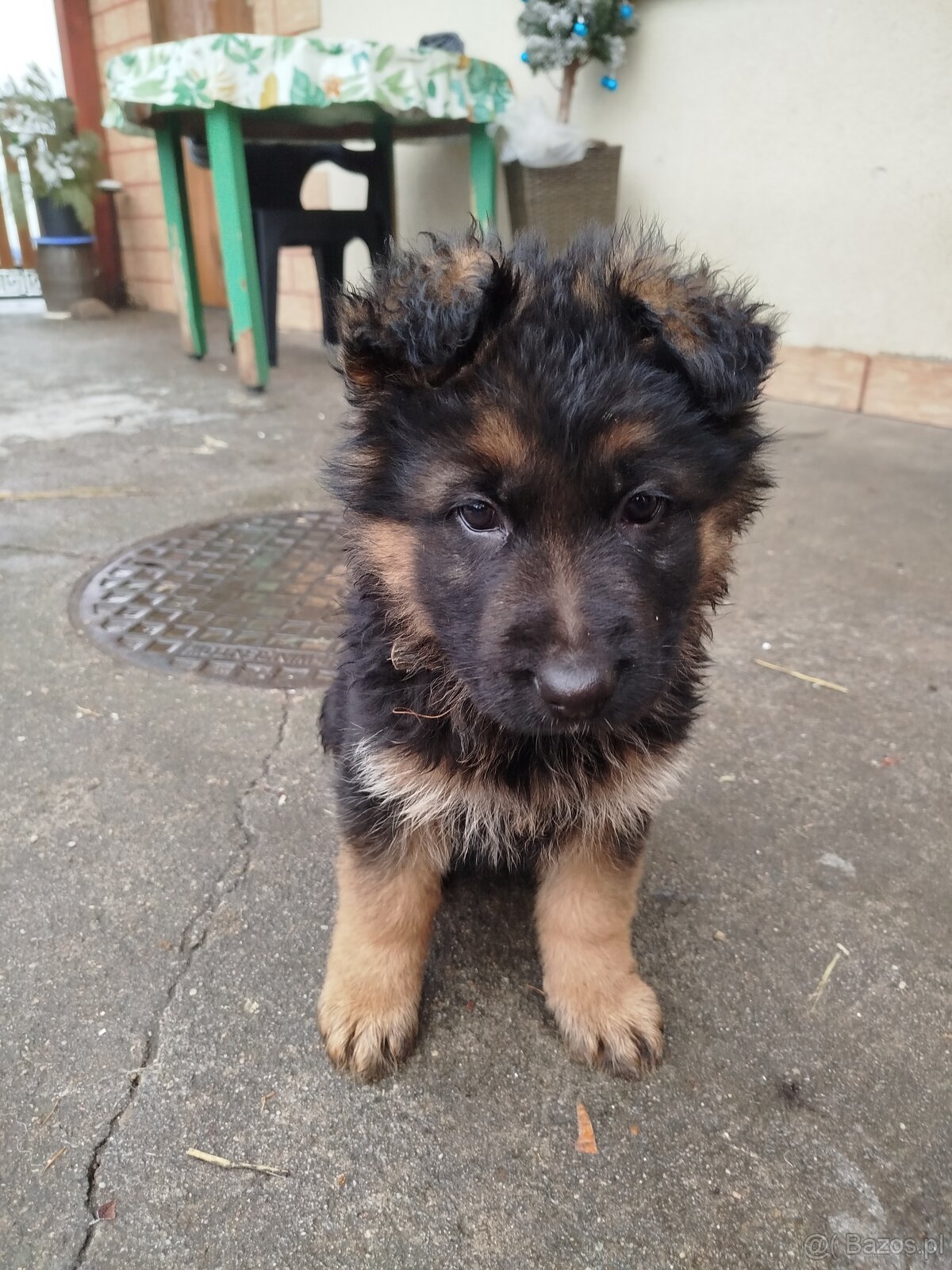 Owczarek niemiecki długowłosy - 6
