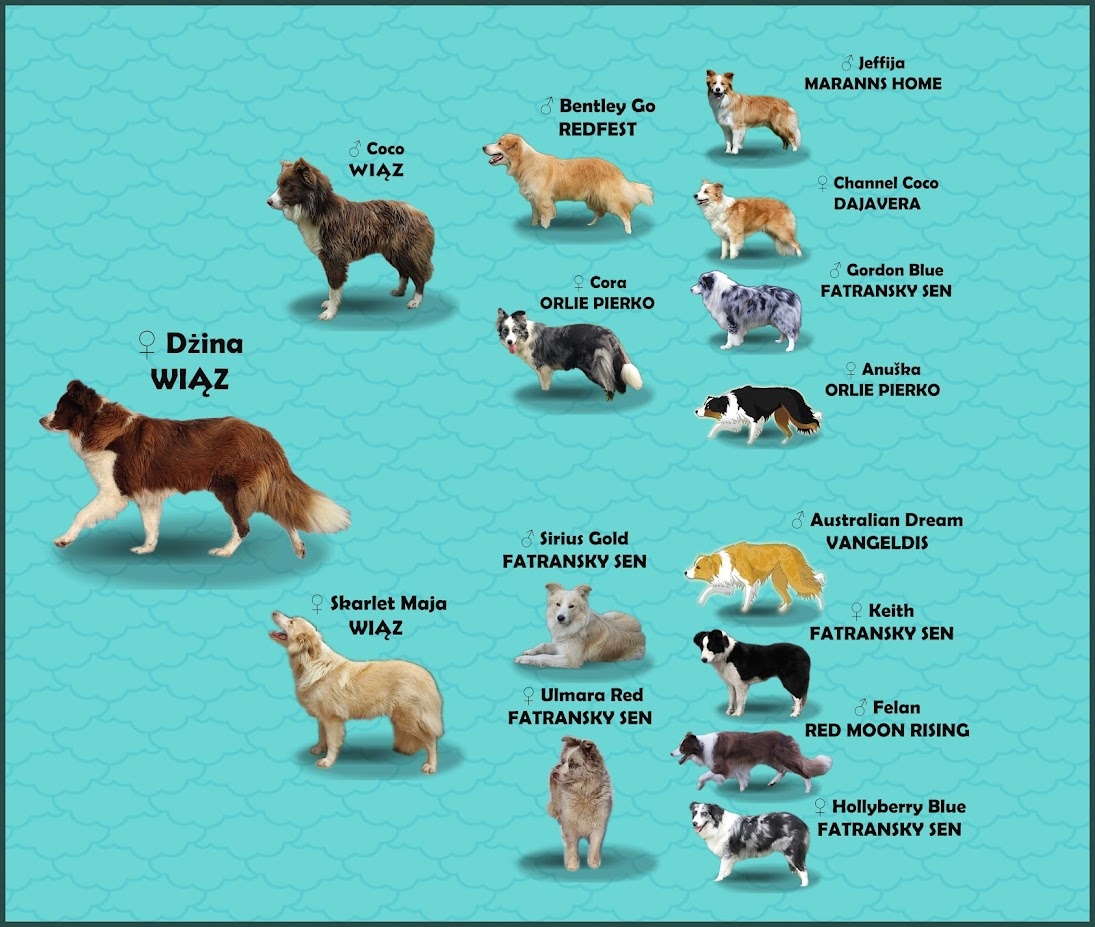 Piękny Biszkopt Border Collie - Rasowy piez z pełną dok. - 6