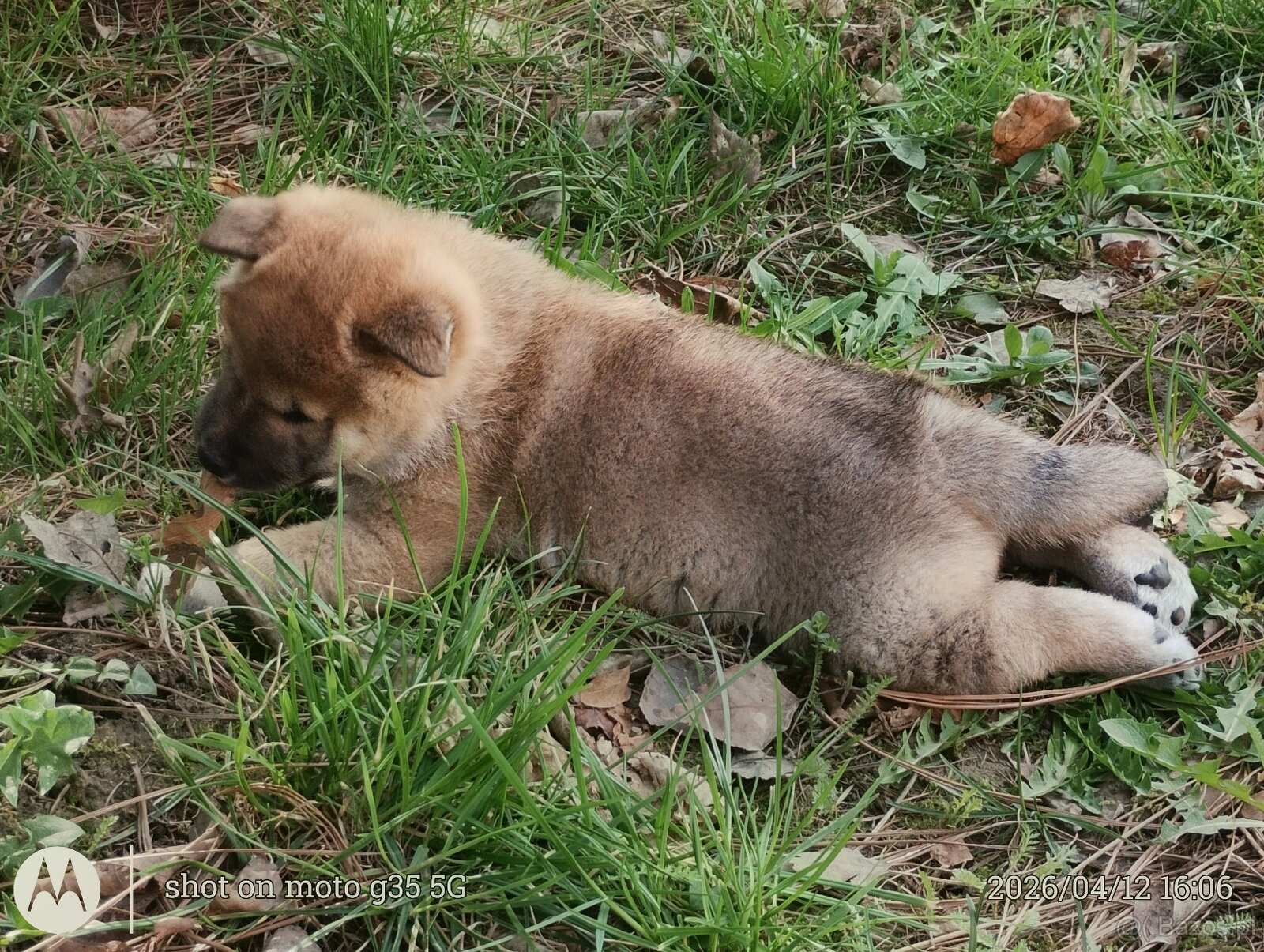 Shiba Inu + Nowy miot + Rezerwacja szczeniąt - 6