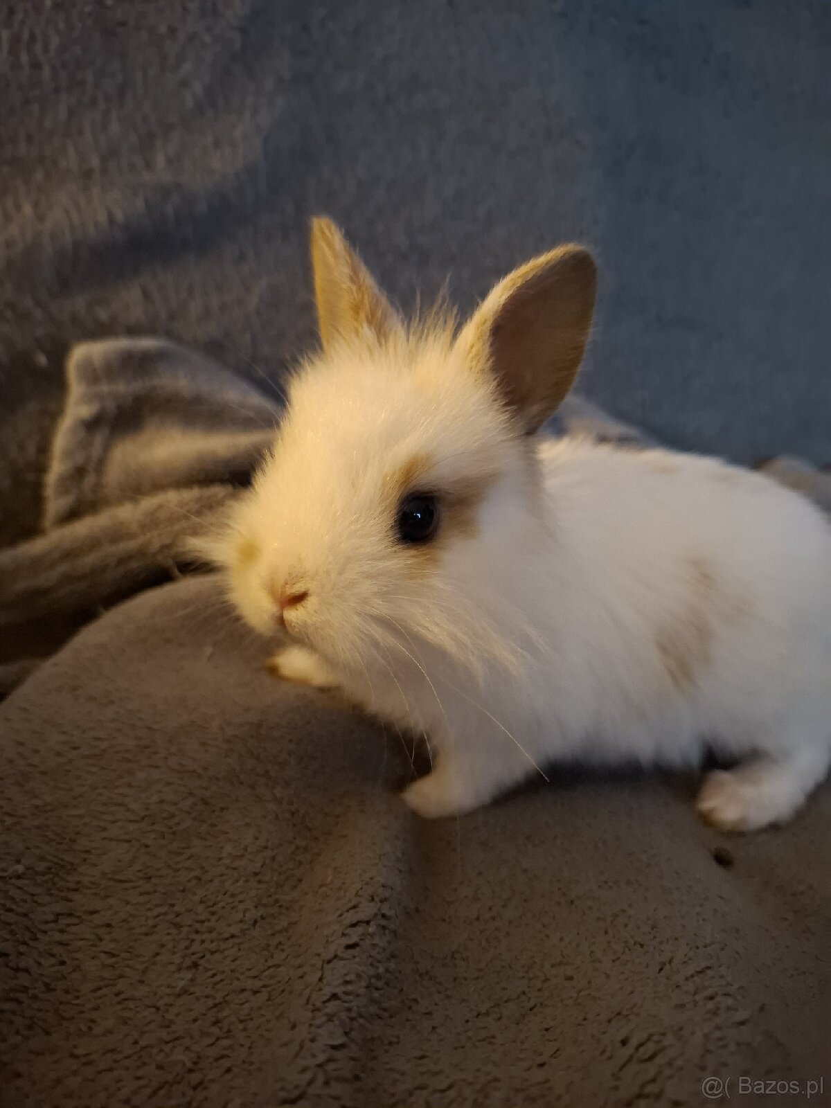 Kroliczek 2 mce - 6