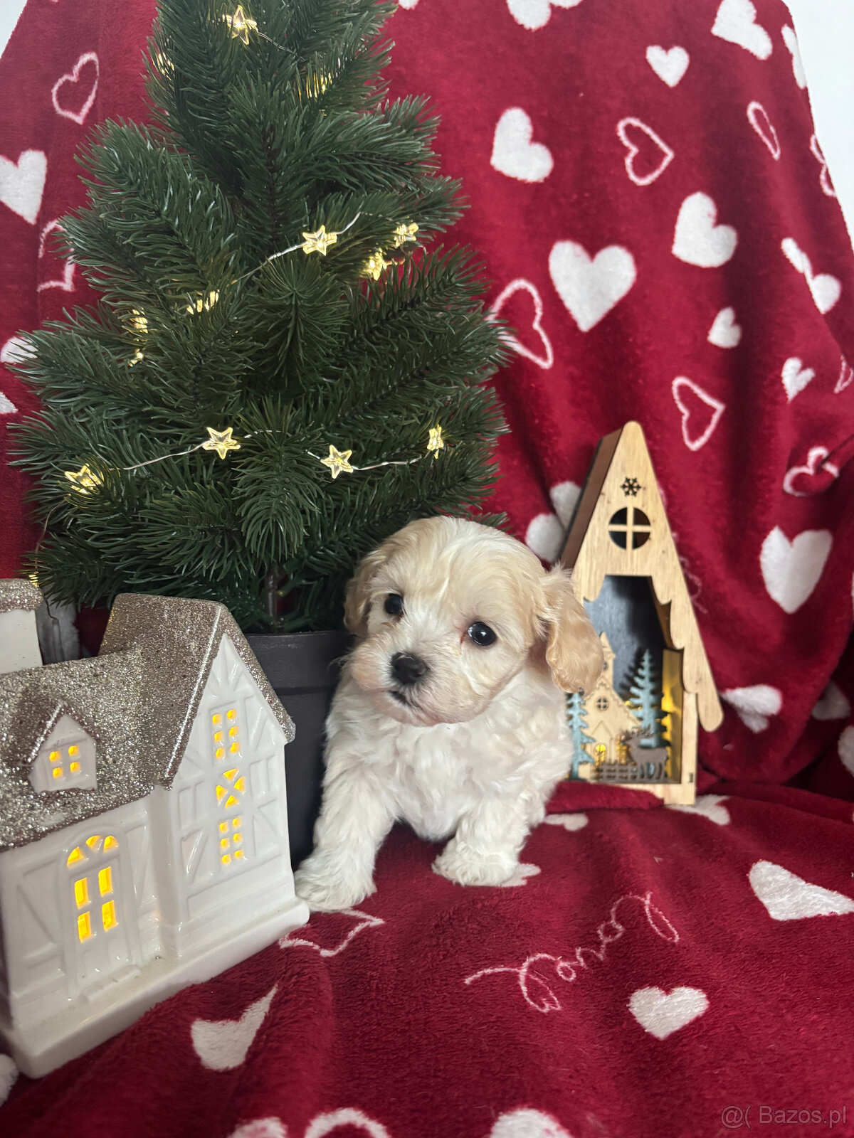 Maltipoo Sunia F1 - 6