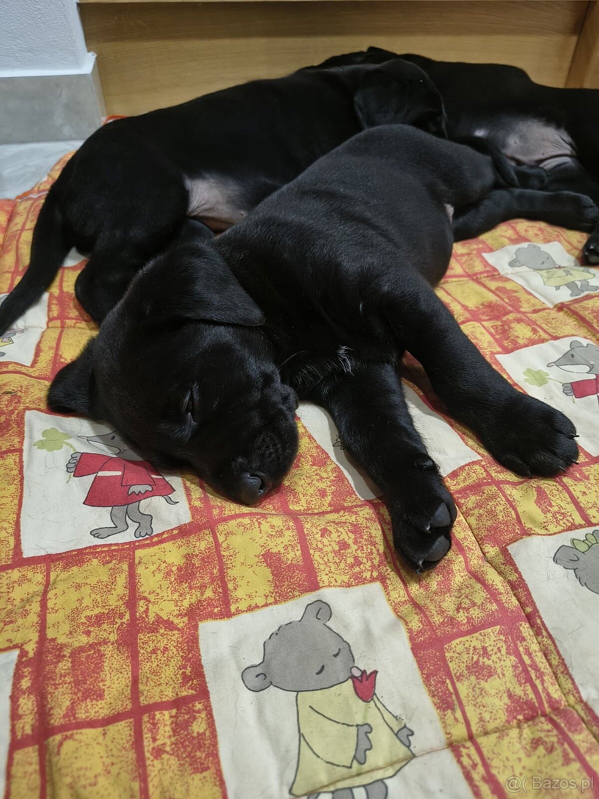 Oddam Szczeniaki - 6