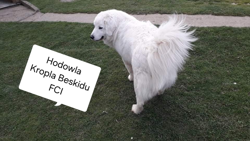 Polski Owczarek Podhalański FCI - 6