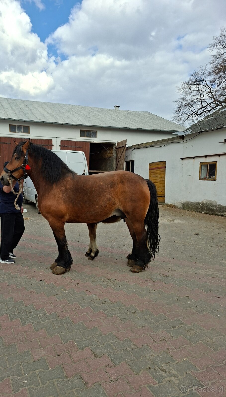 Klacz źrebna ze źrebakiem - 6
