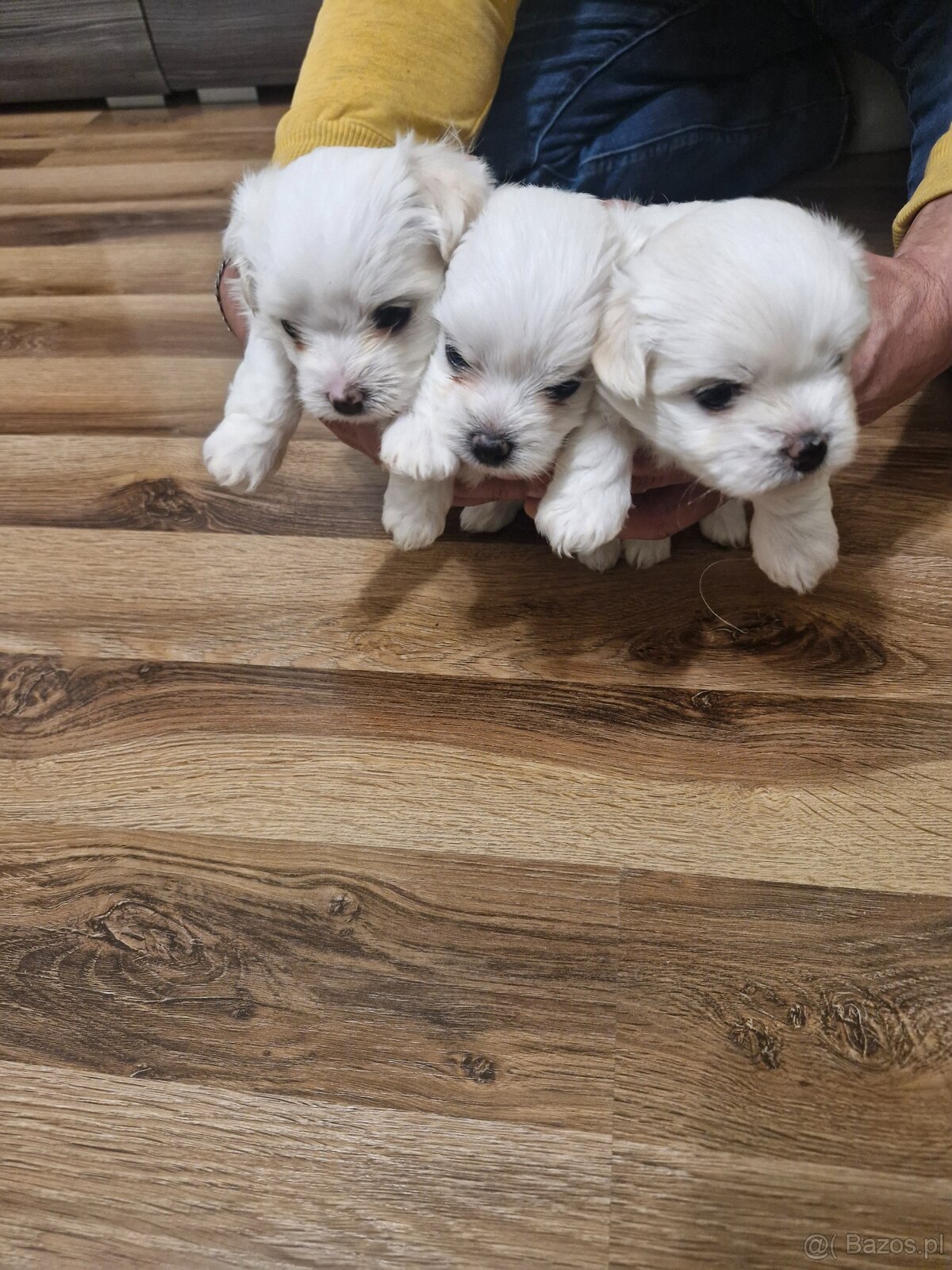 Maltańczyki szczeniaku - 6