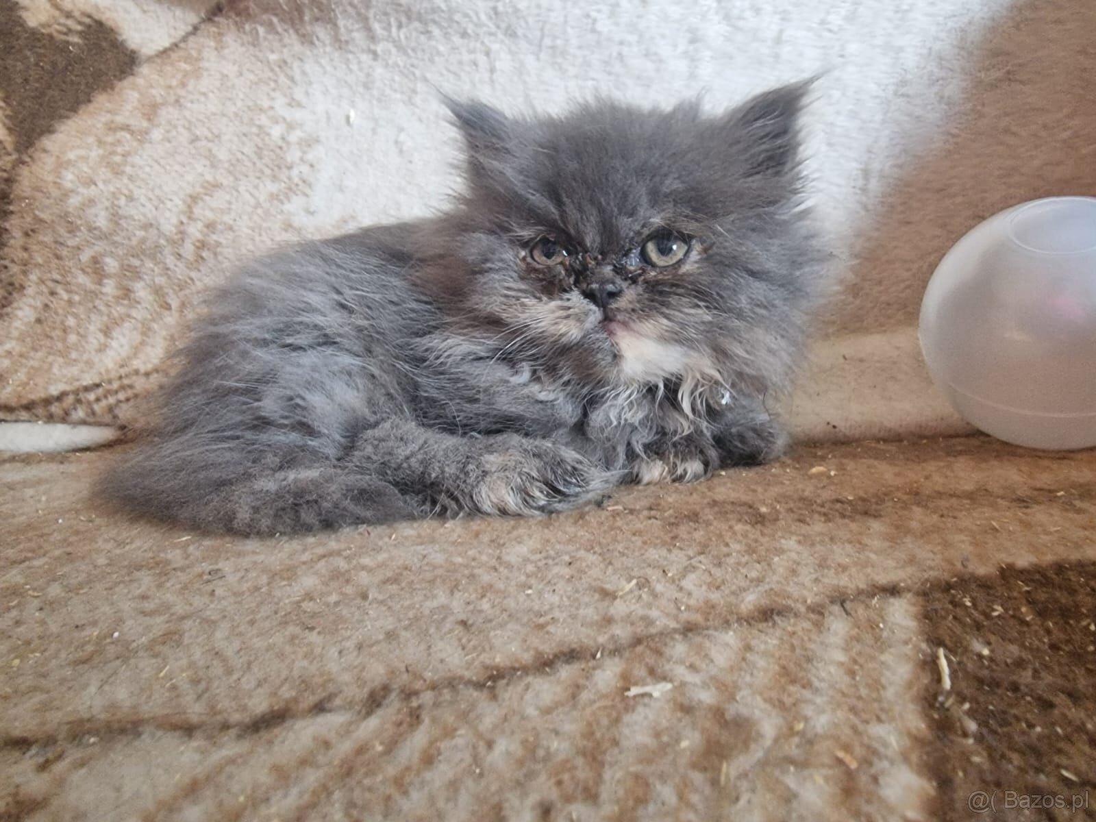 Kocięta długowłose – w typie Perski - 6