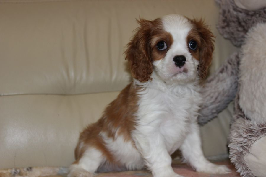 Cavalier King Charles Spaniel szczeniaczki ZKwP po CH.PL. - 6