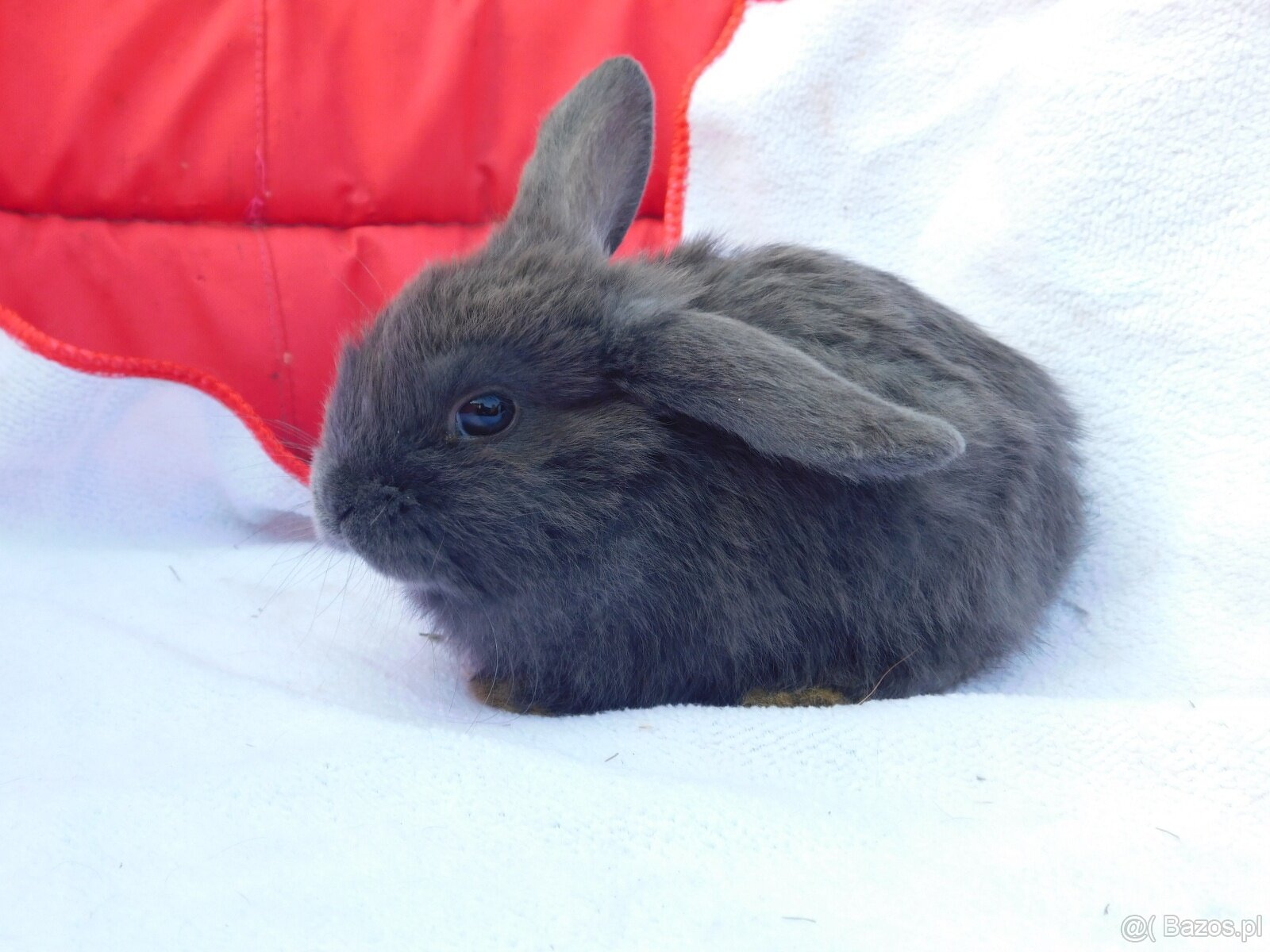 Piękne baranki mini lop niebieskie - 6