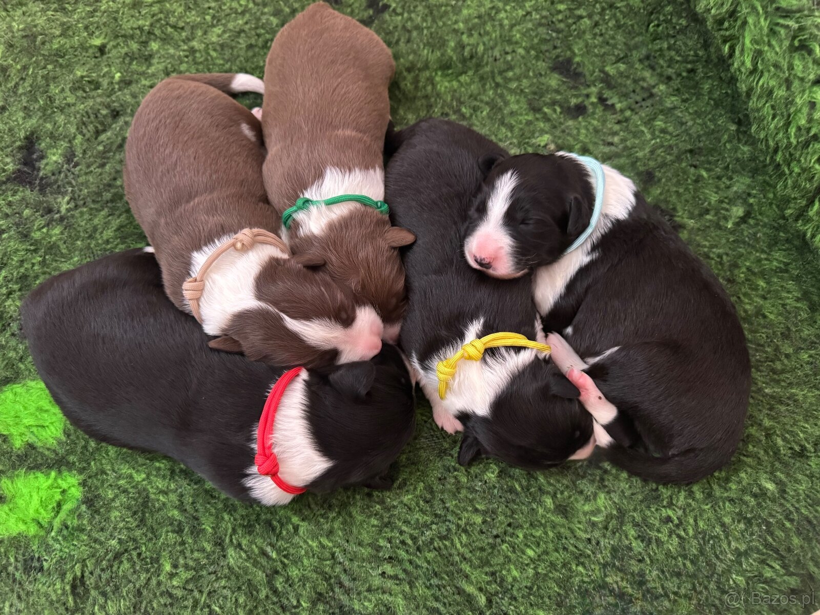 Border Collie z PP /FCI/ szczenięta - 6