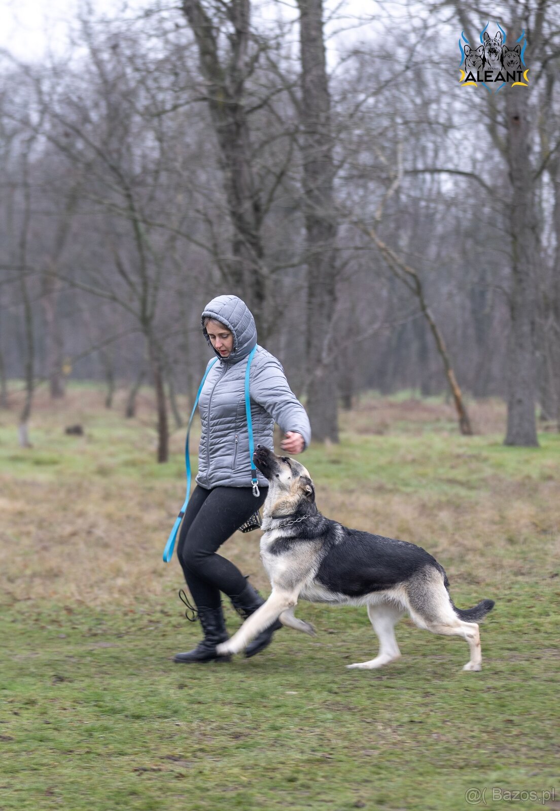 Owczarek Wschodnioeuropejski - 6