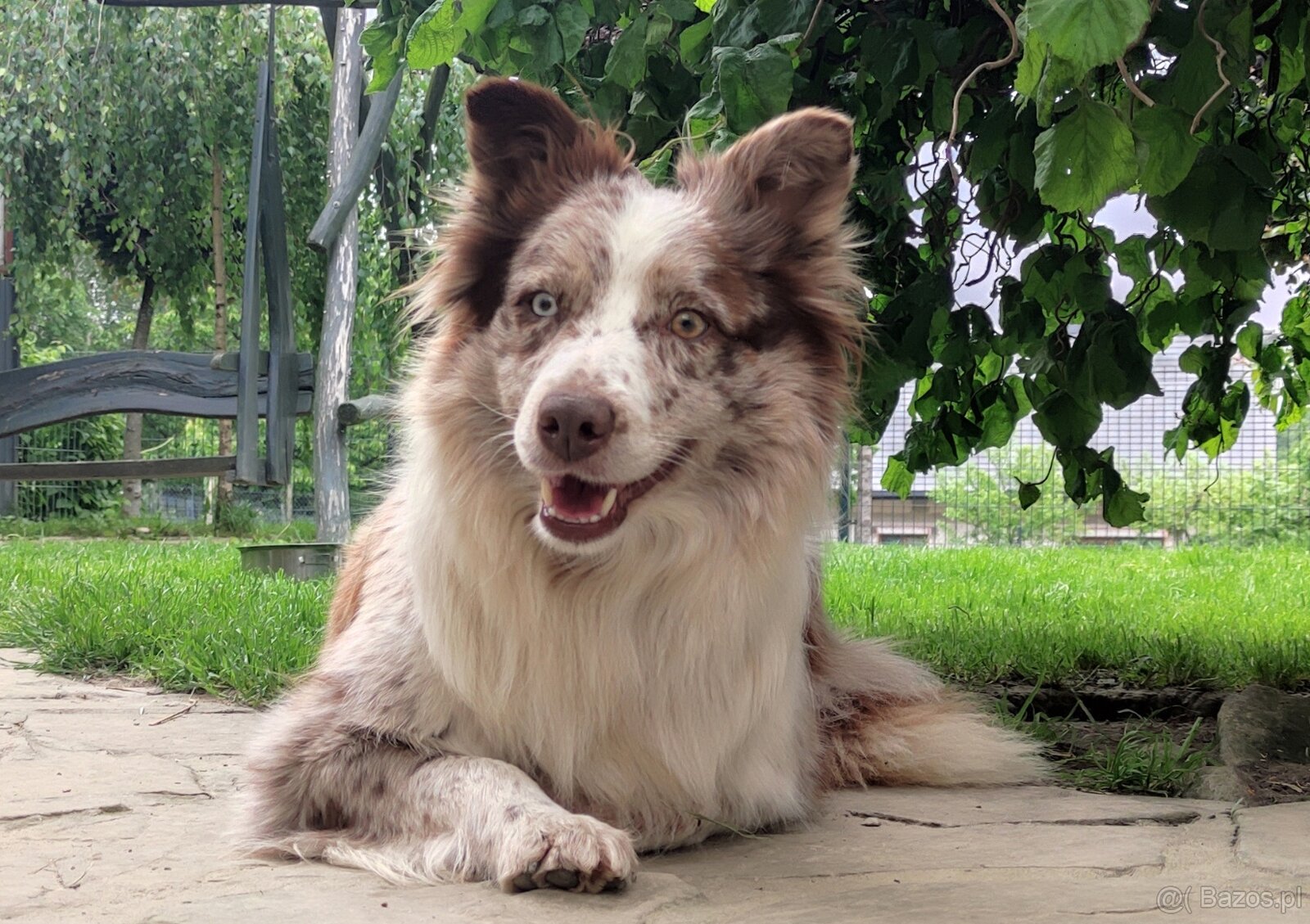 Wspaniała suczka blue-merle BORDER COLLIE - przebadani rodz, - 6