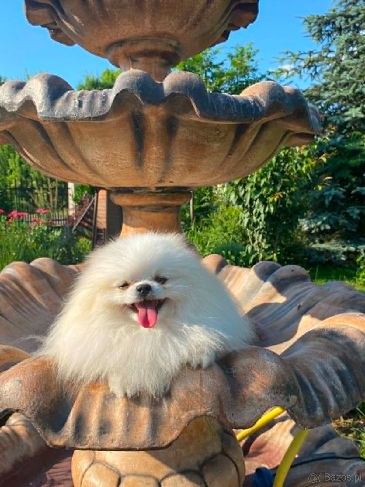 SZPIC MINIATUROWY POMERANIAN PIĘKNY MALUTKI BIAŁY REPRODUKTO - 6