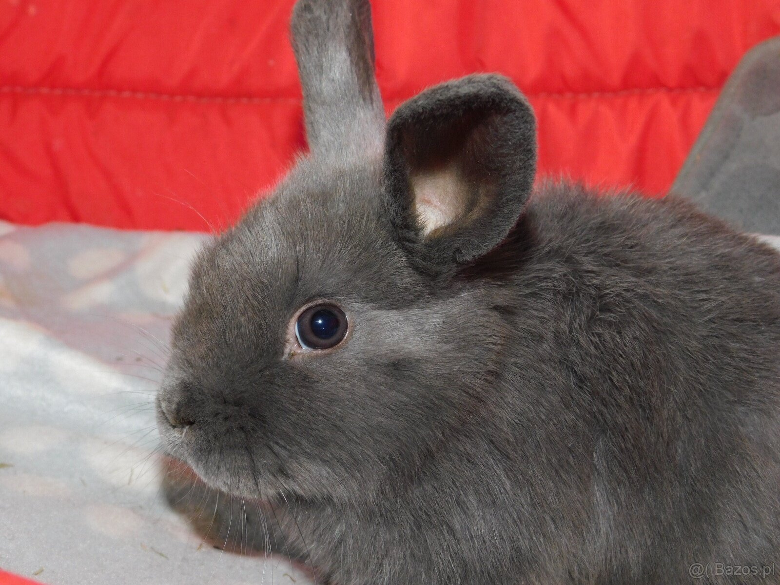 Niebieskie baranki mini lop samiczki - 6