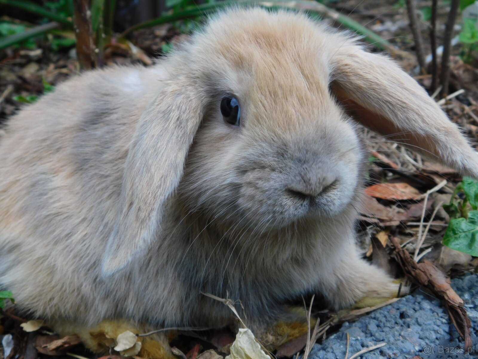 Niebieskie baranki mini lop samiczki - 6