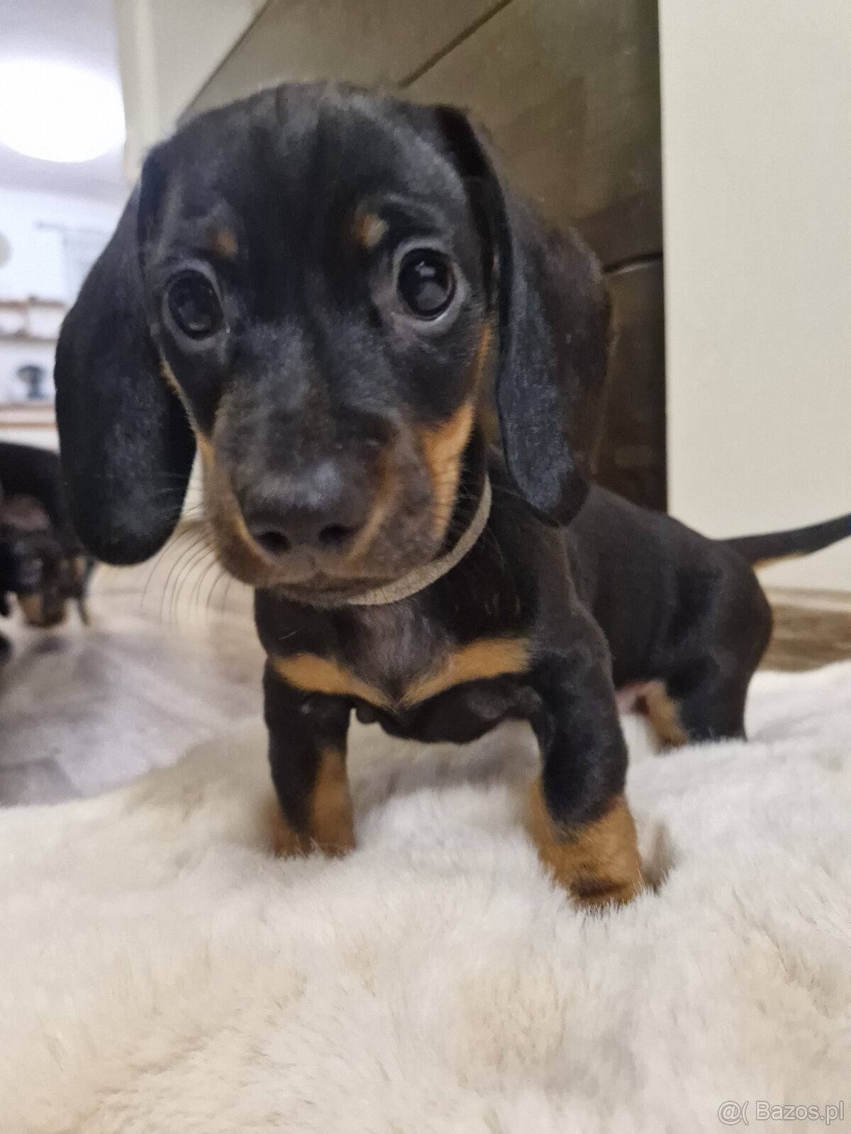 Szczeniak jamnik - 6