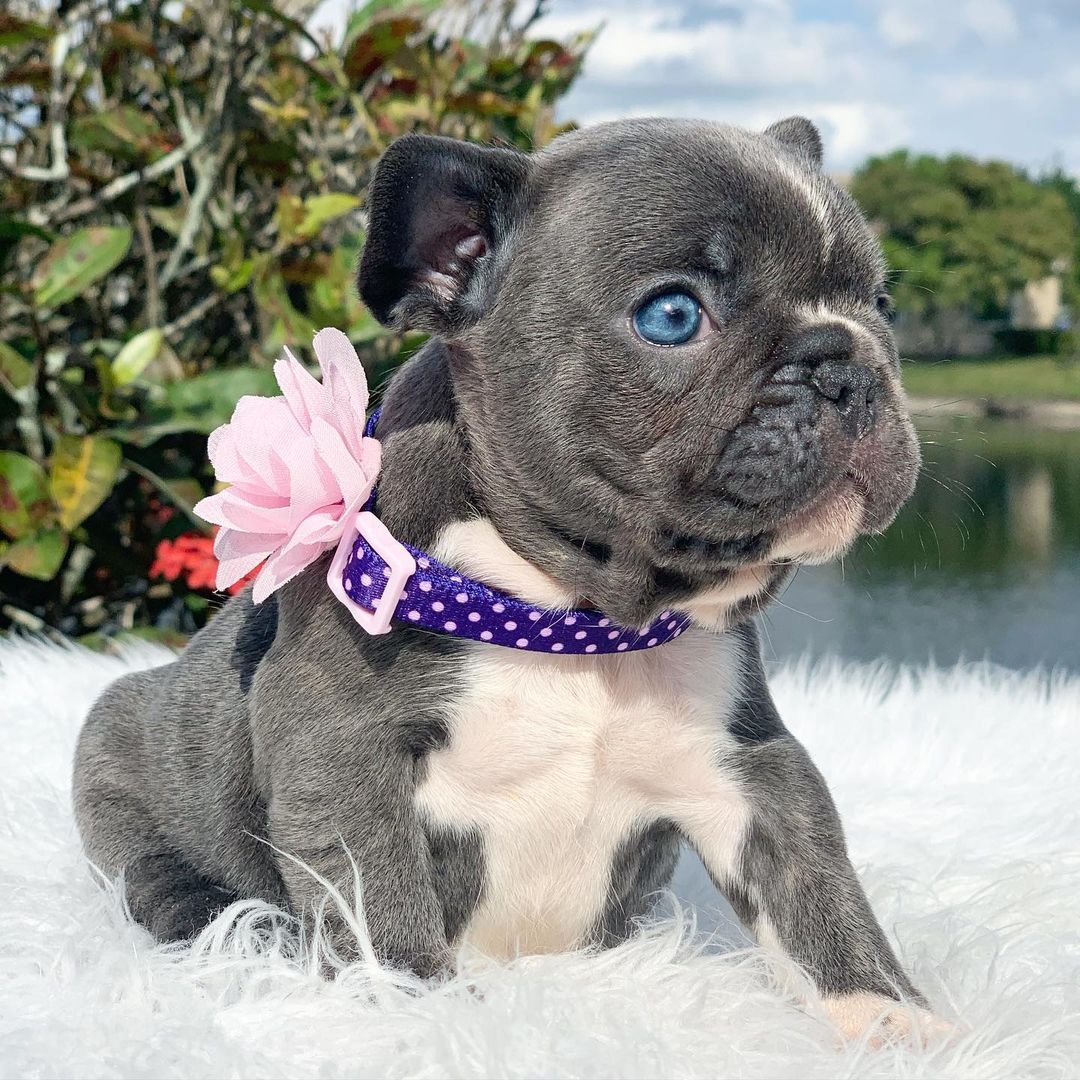 Französische Bulldogge Welpen..+43 678 70413678 - 6