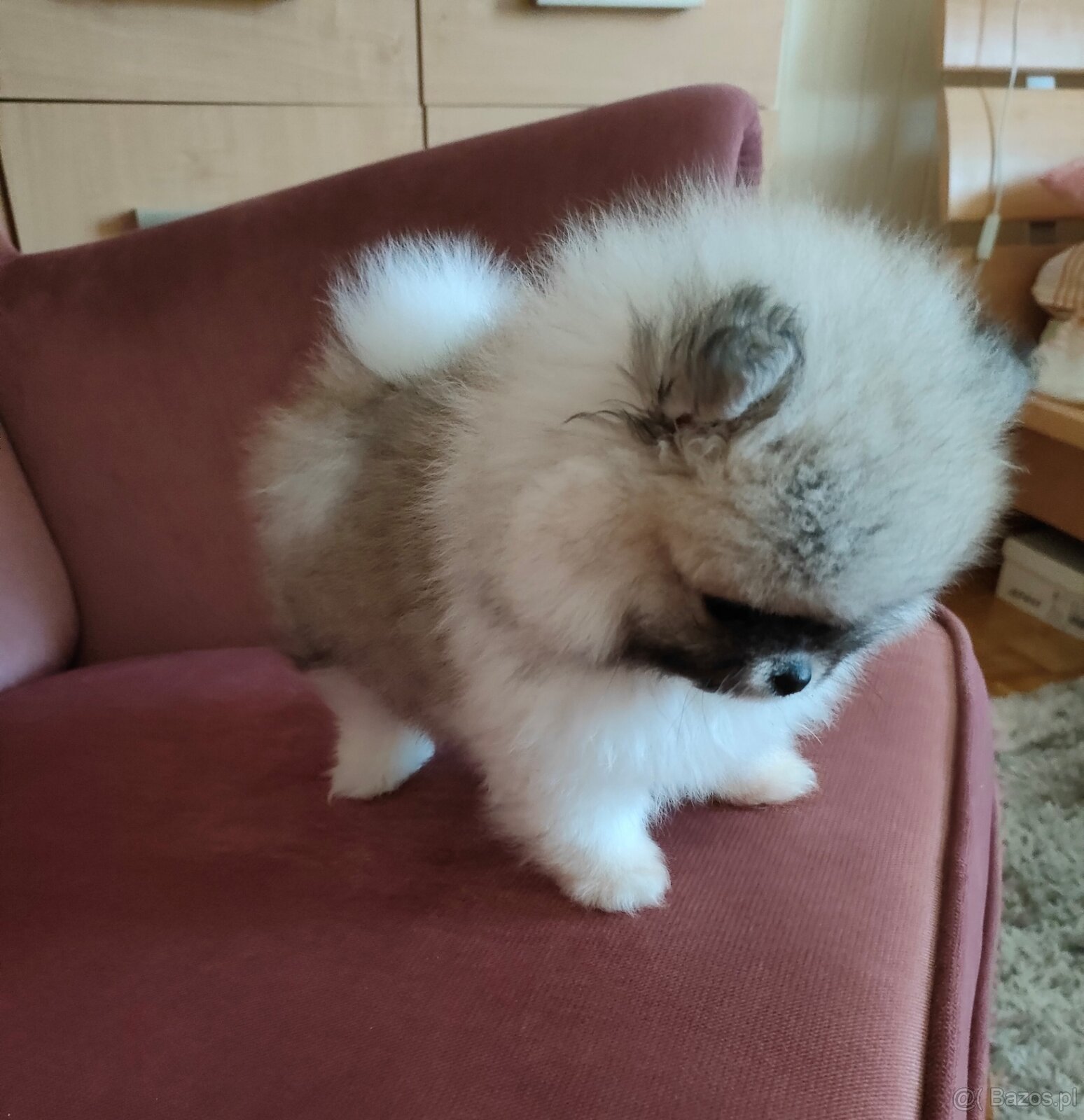 Szpic miniaturowy - pomeranian suczka mini - 6