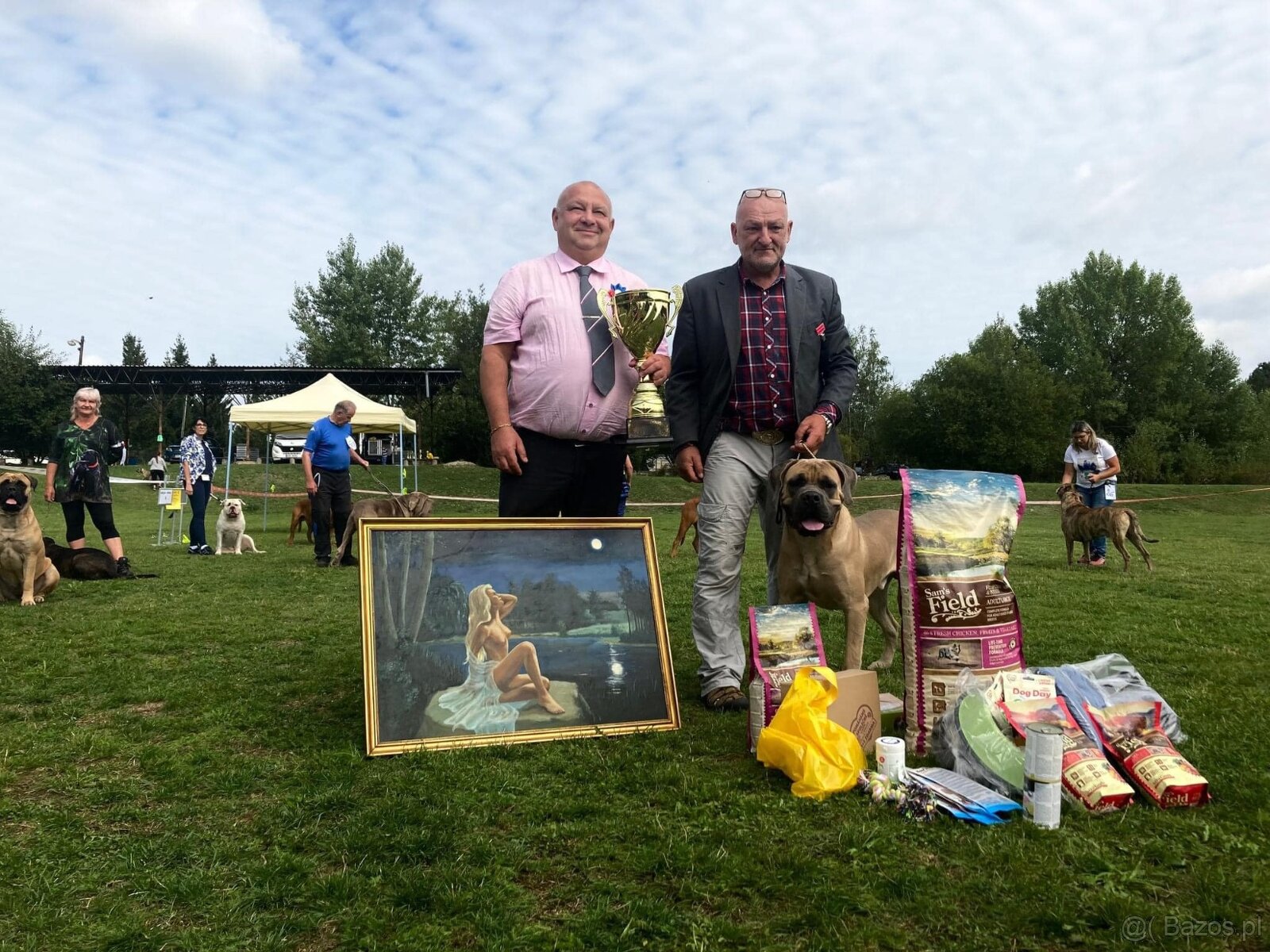 Szczenięta Cane Corso z FCI - 6