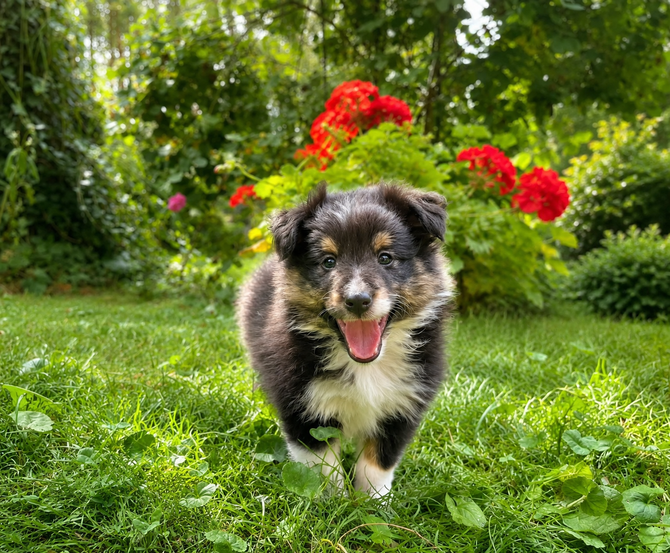 Sheltie, shetland sheepdog, owczarek szetlandzki, piesek - 6