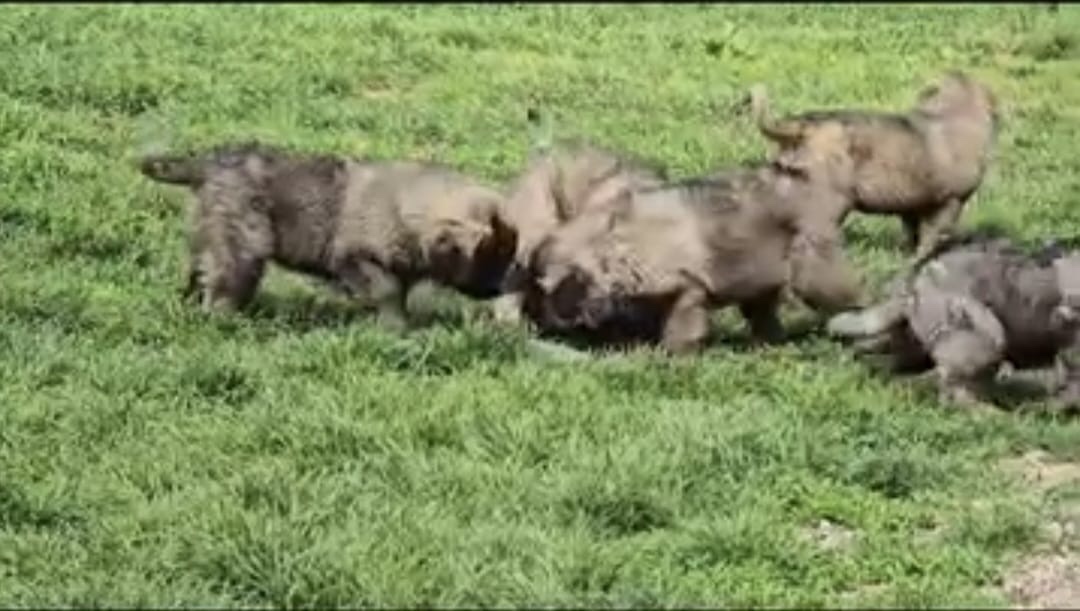 Szczenięta Owczarka Kaukaskiego - 6