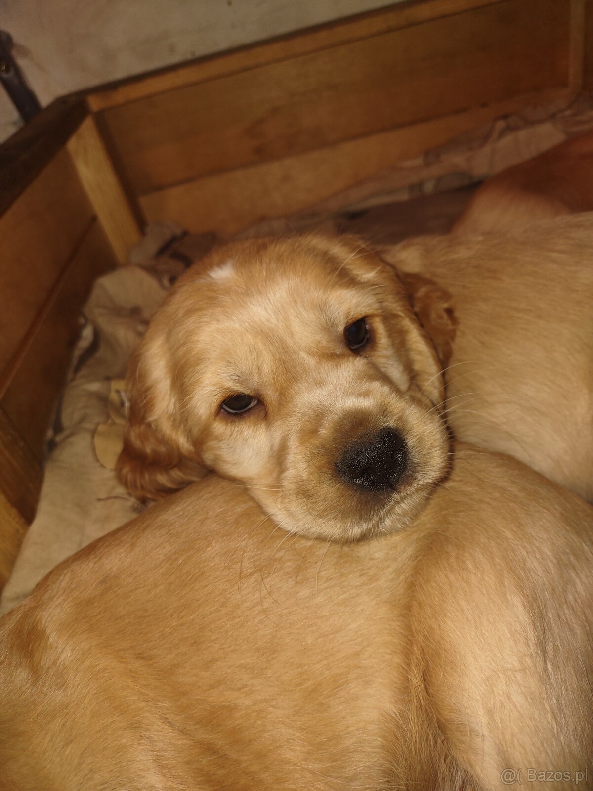 Sprzedam szczeniaki - 6