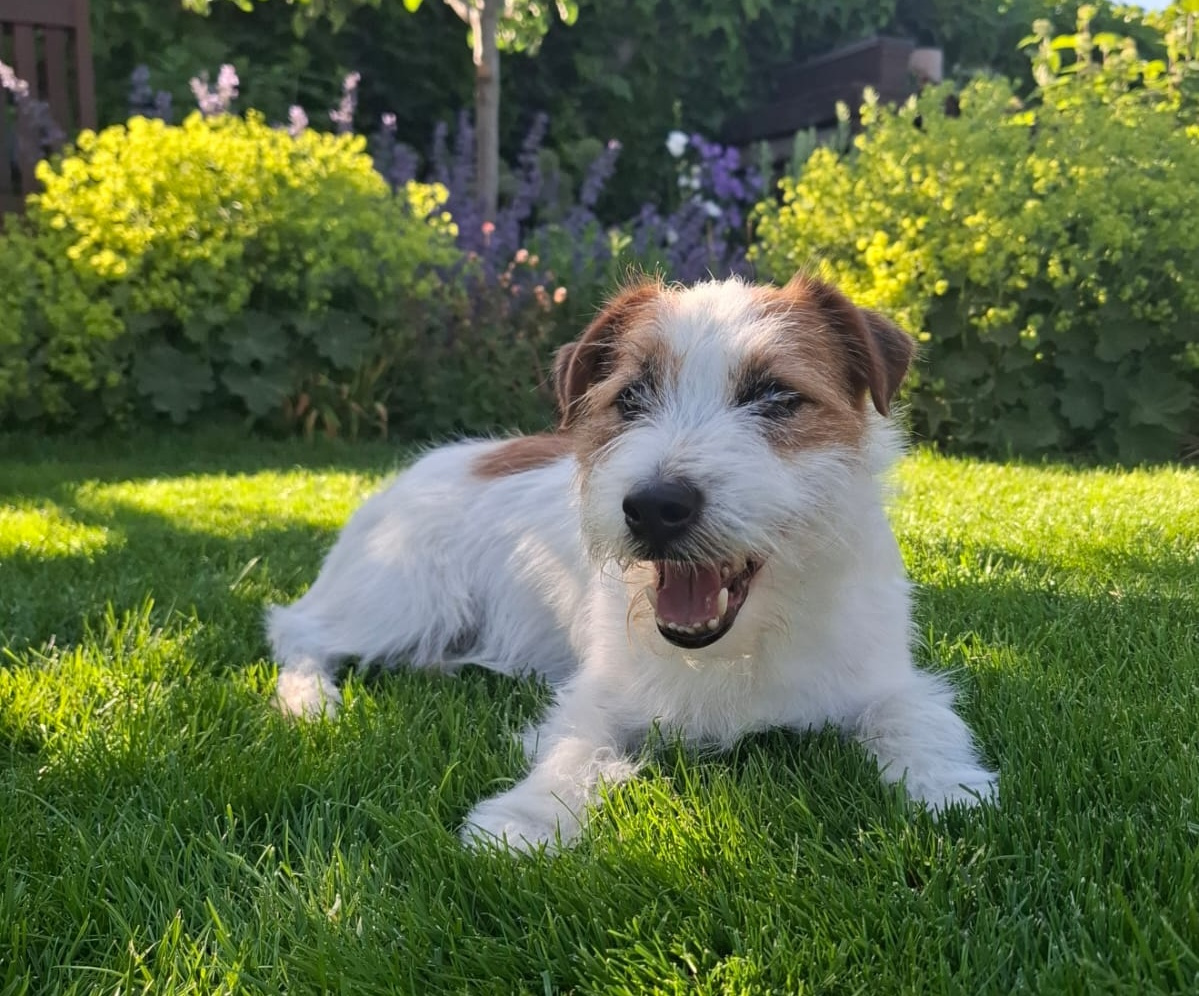 Jack Russell Terrier z rodowodem FCI - 6