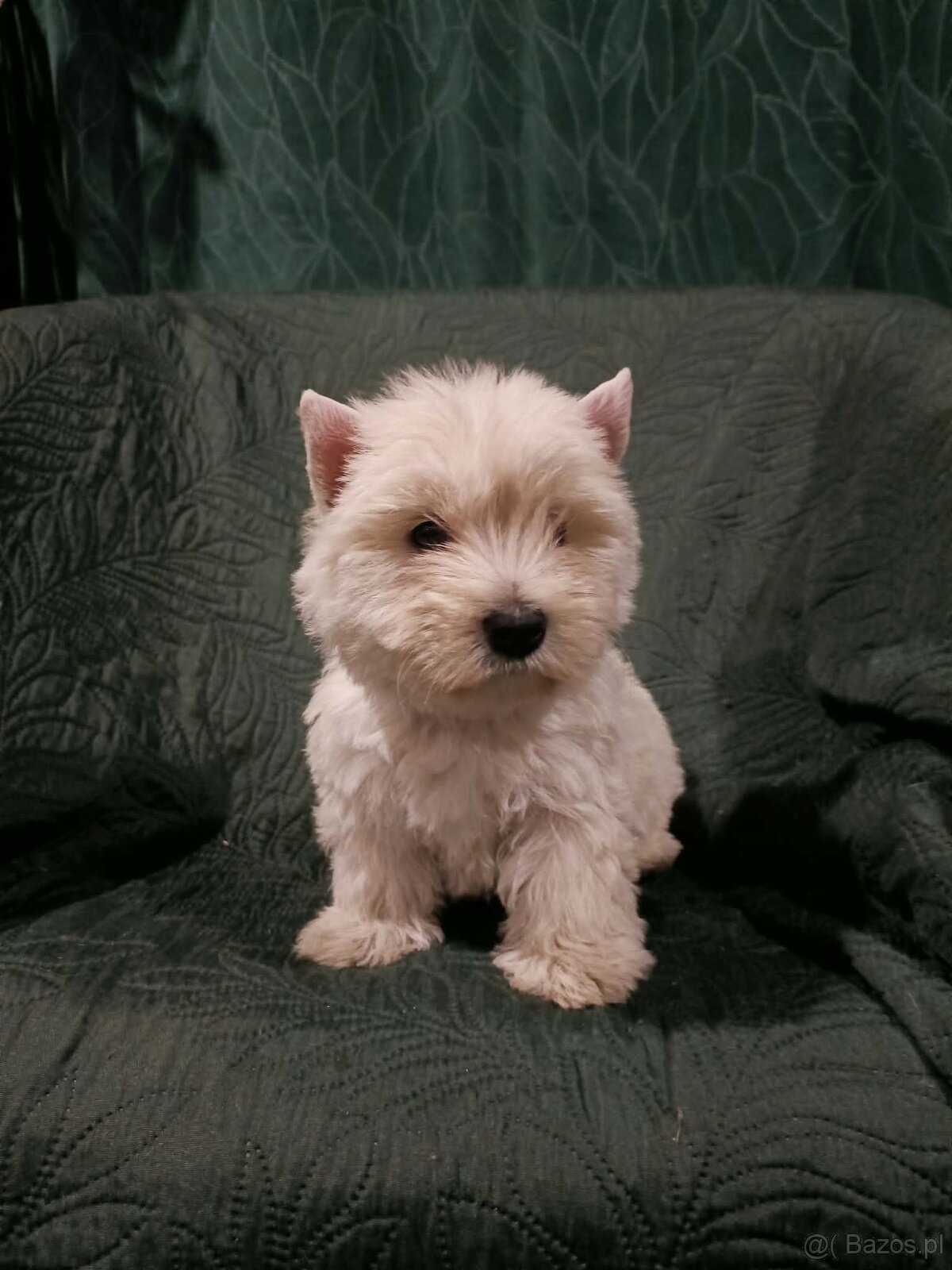 Wzorcowe Westy mega gesty włos white terrier ojciec FCI - 6
