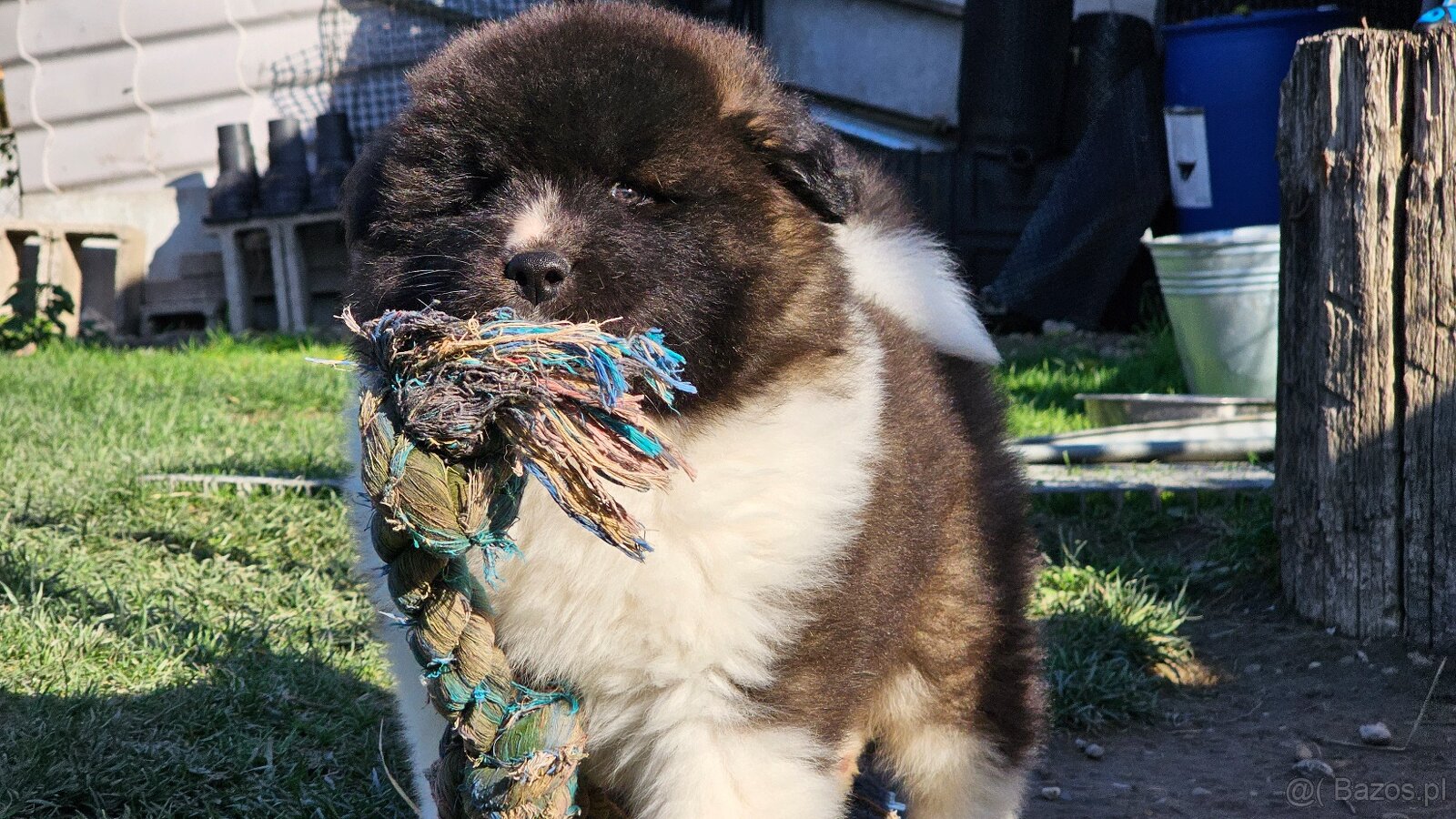 Amerykańska akita z PP - 6