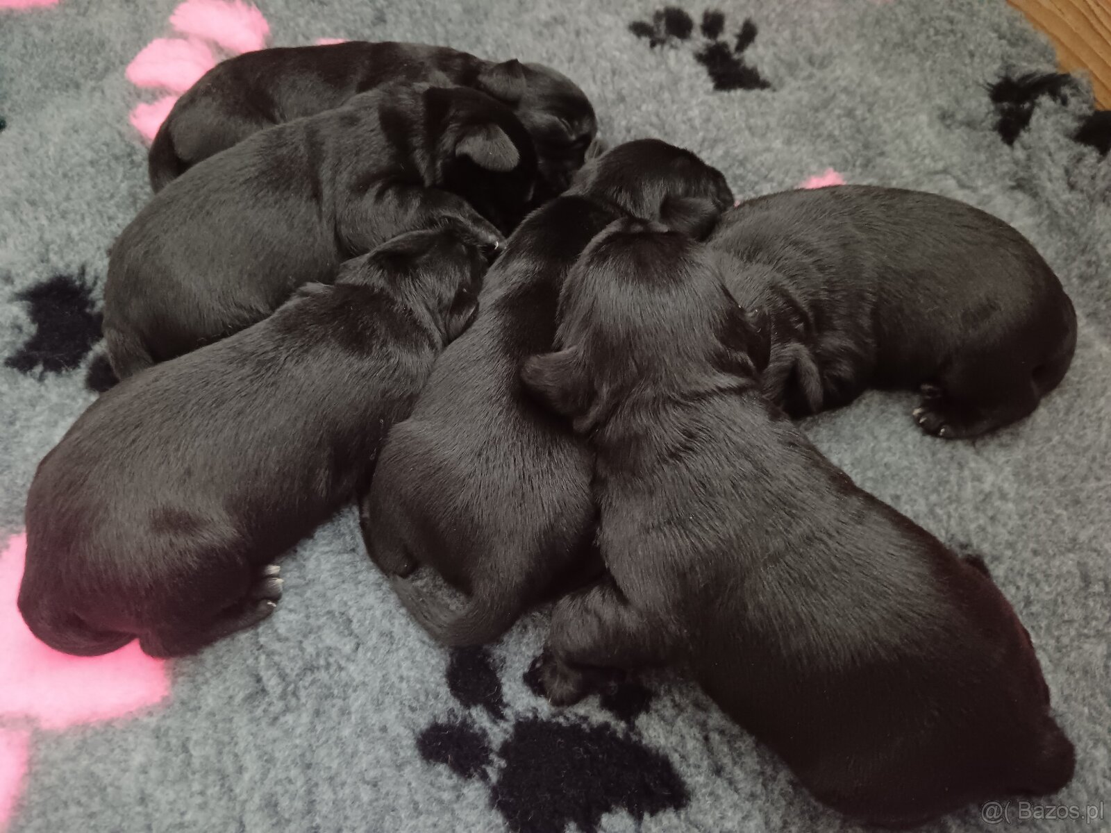 Sznaucer miniaturowy - 6