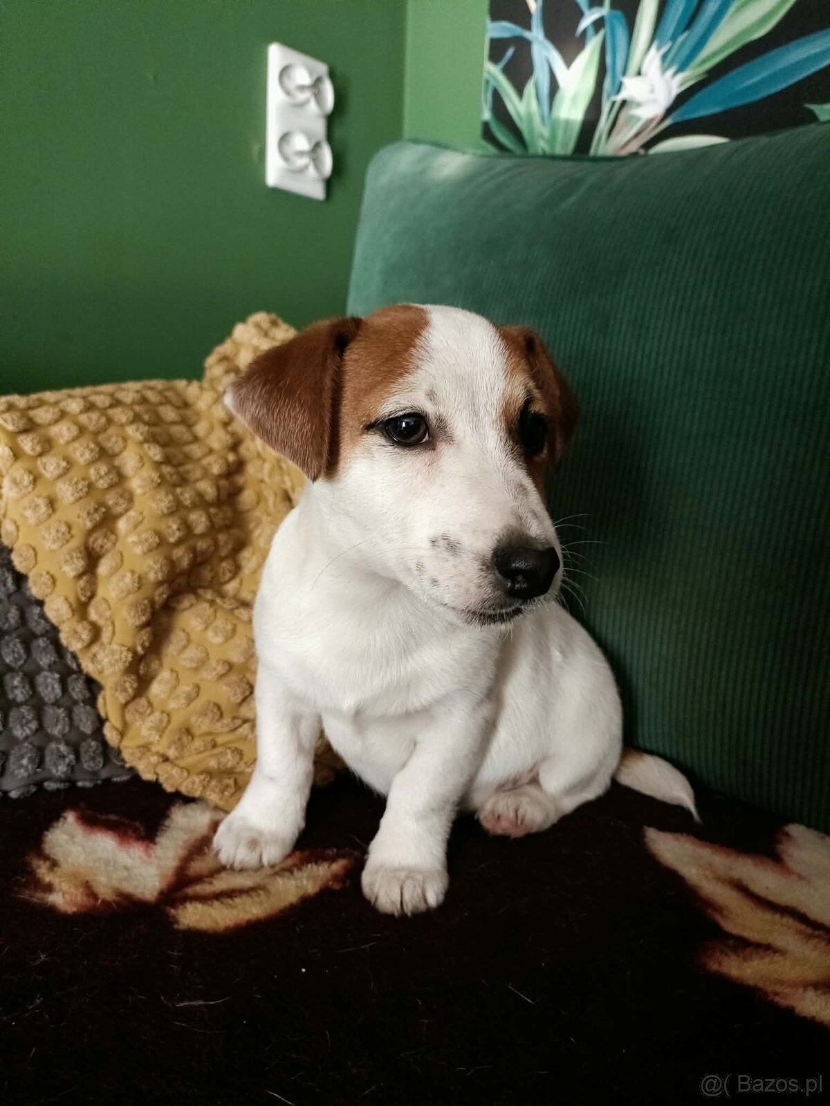 Wzorcowy gładki Jack Russell rodzice FCI - 6