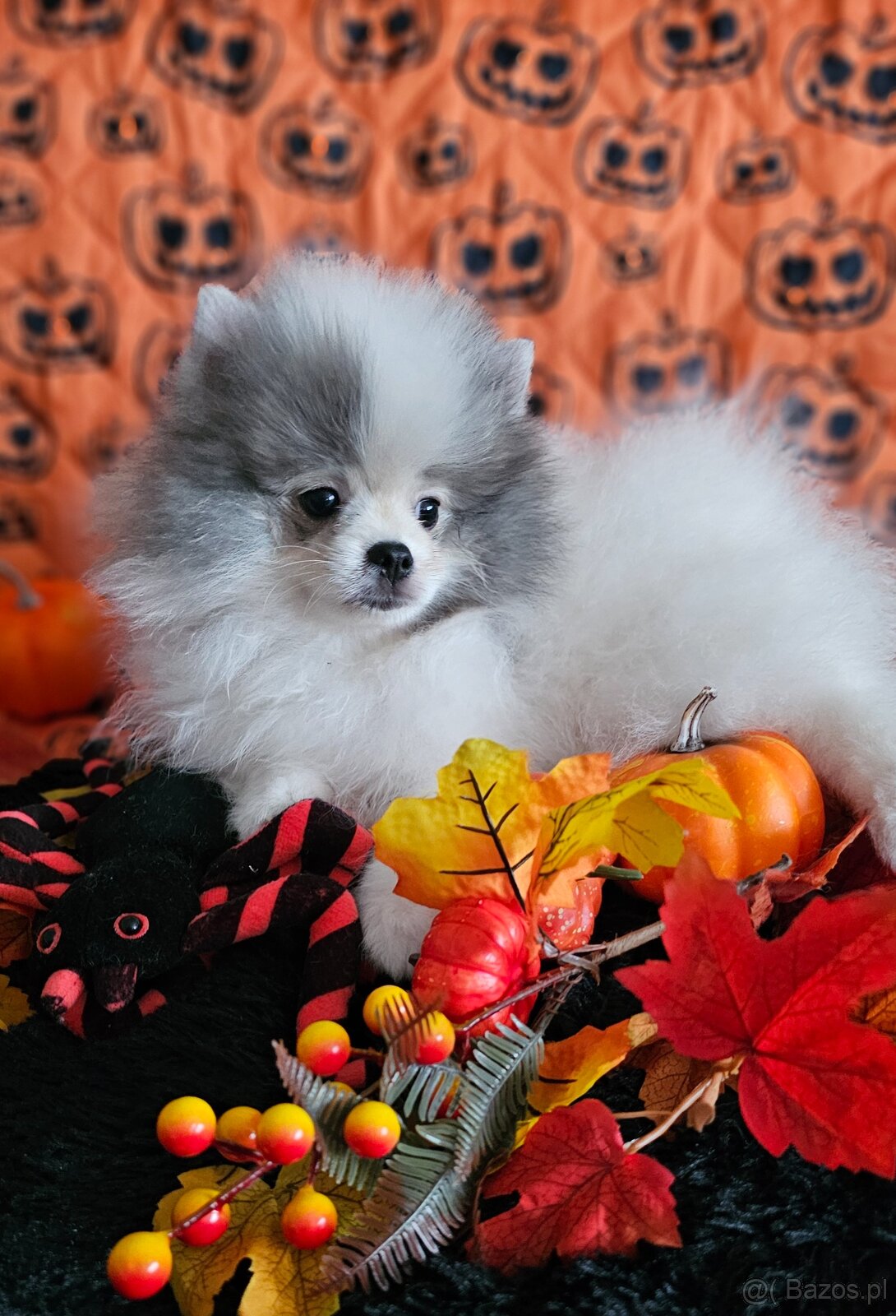 Szpic Miniaturowy/Pomeranian dla Konsenera Blue&white - 6