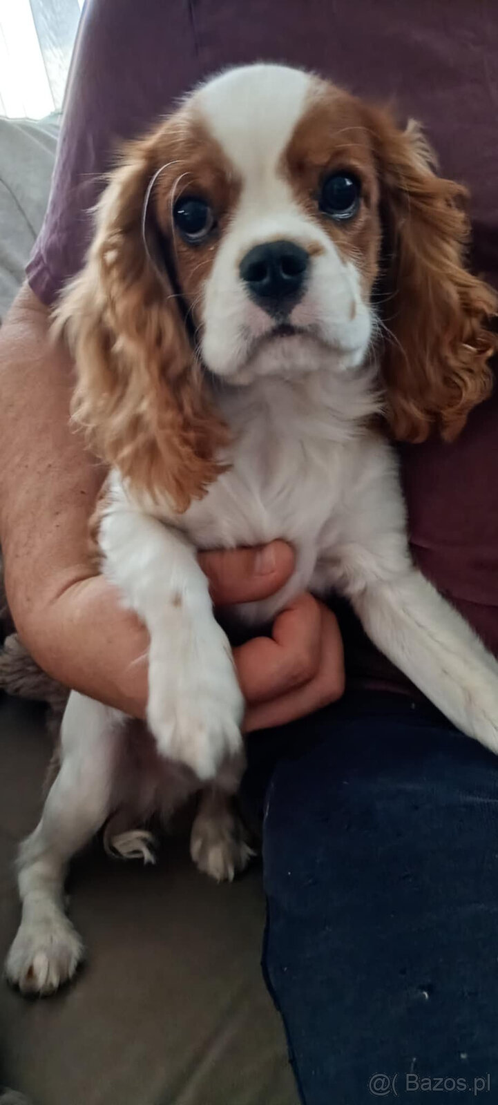 Cavalier King Charles Spaniel FCI (ZKwP) piesek - 6