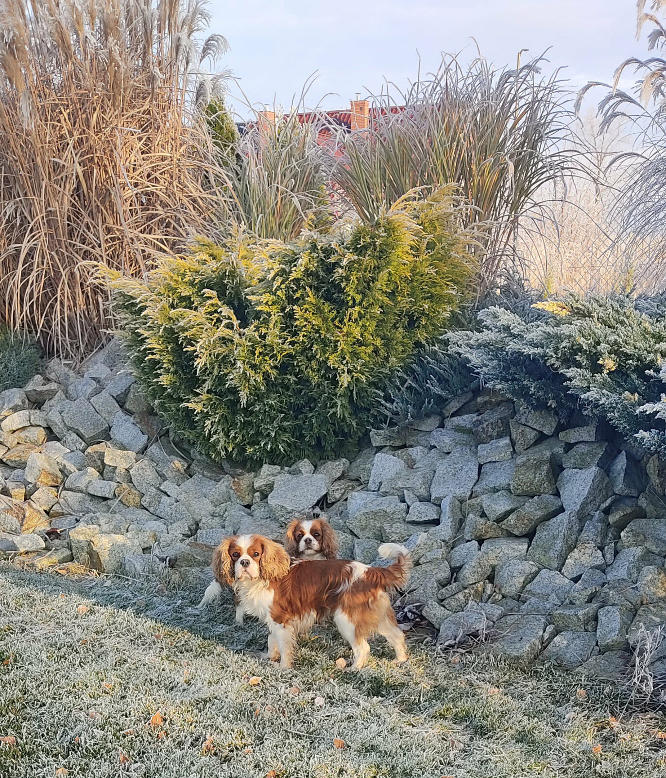 Cavalier King Charles Spaniel FCI (ZKwP) piesek - 6