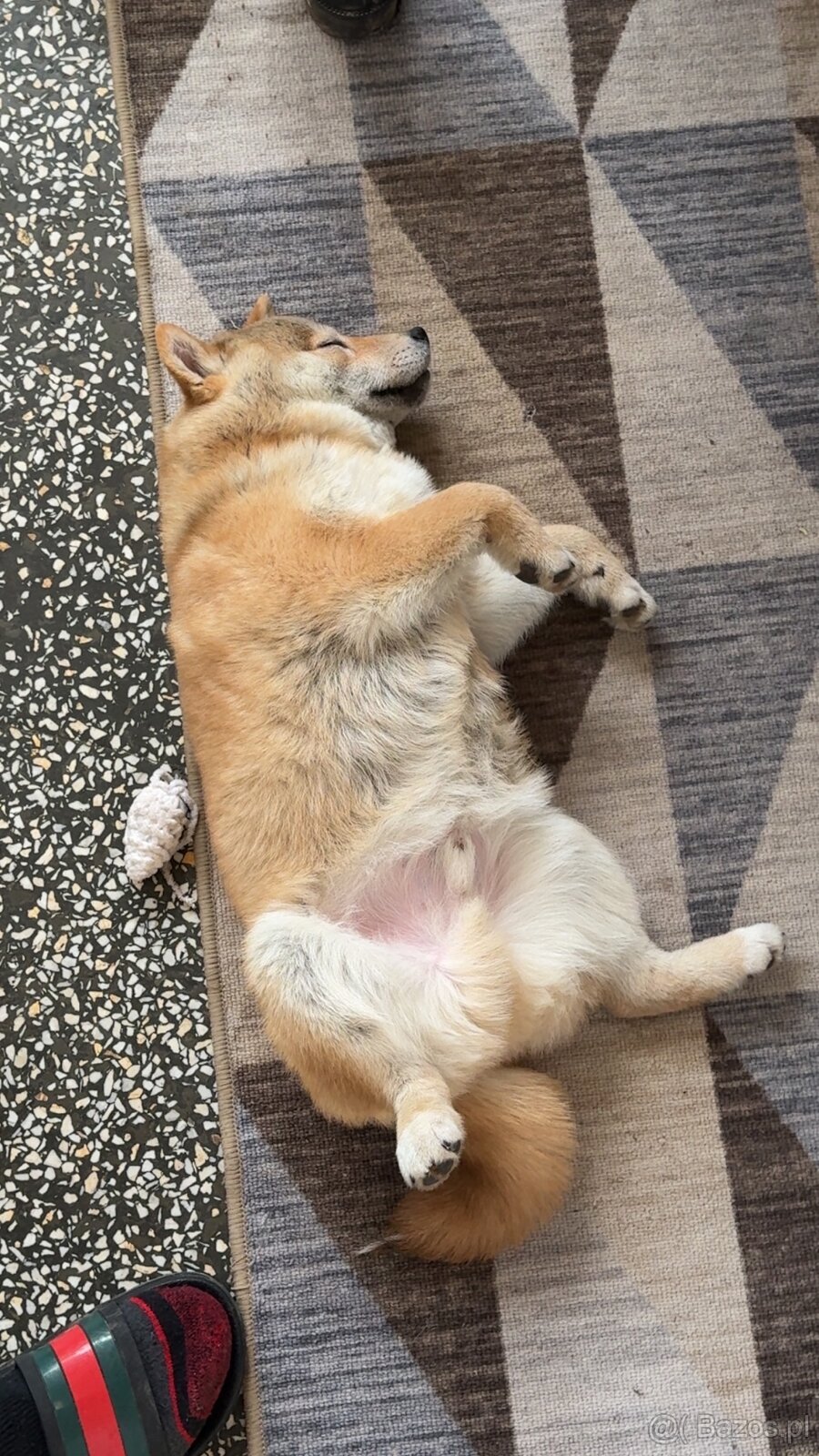 Piesek Shiba Inu - 6