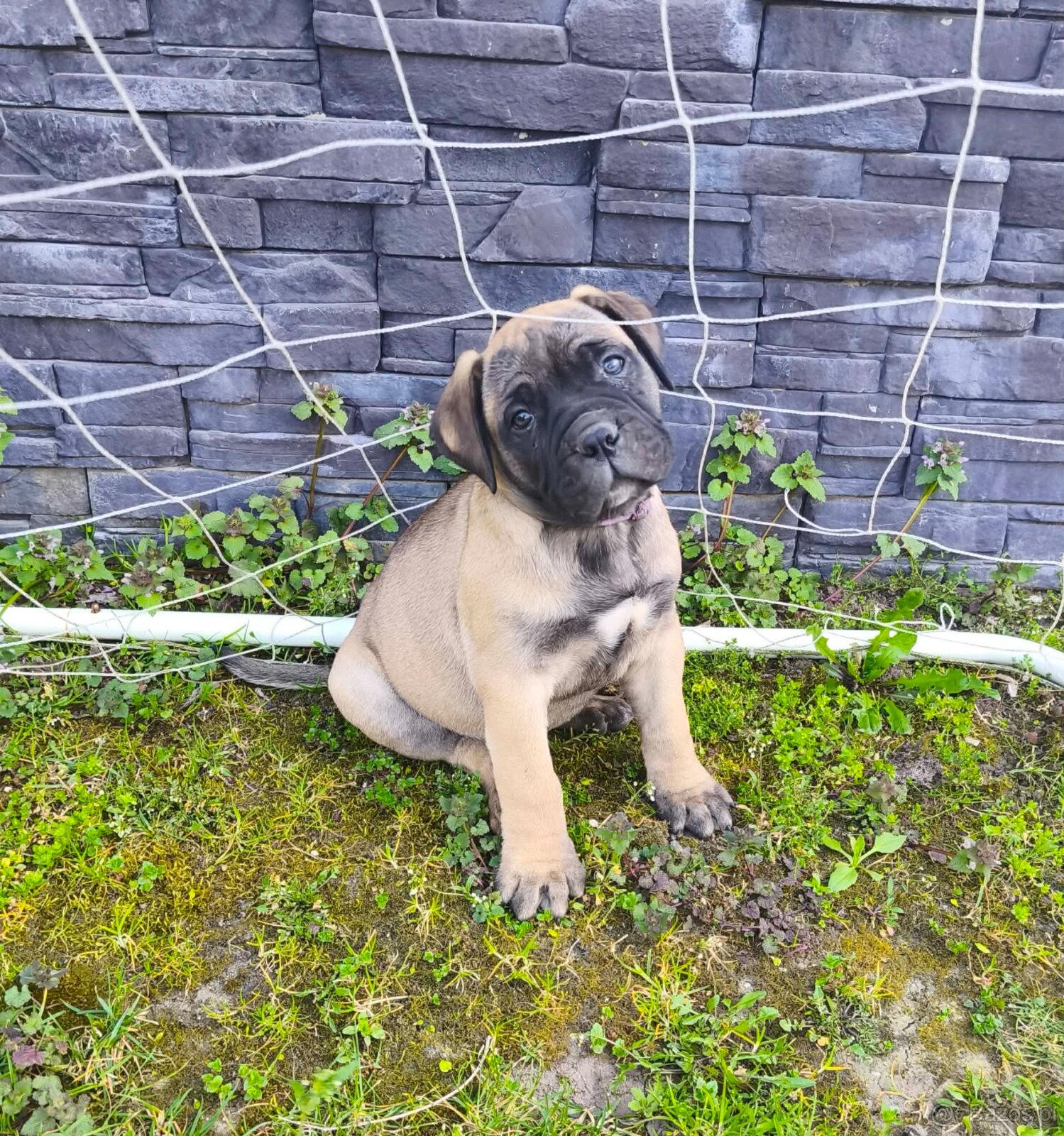 Bulmastif/ Bullmastiff s PP - 6