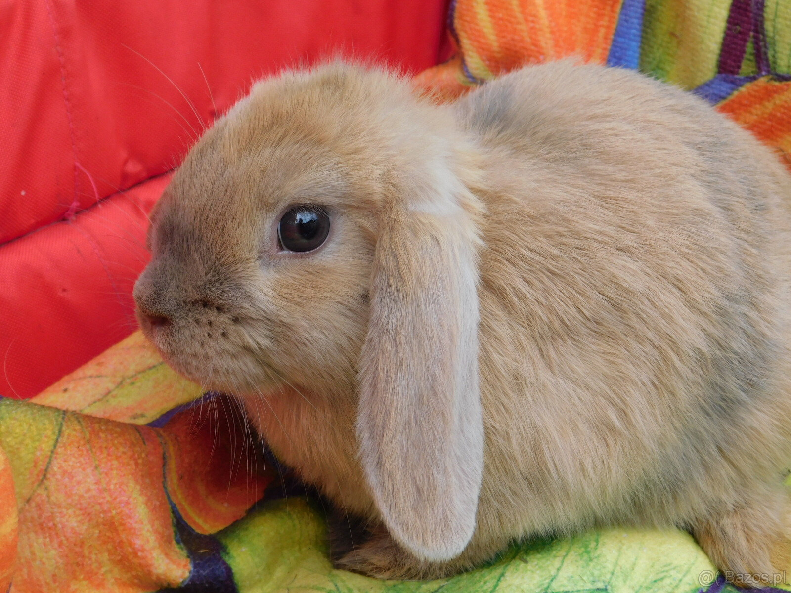 Baranek niebiesko - biały mini lop - 6