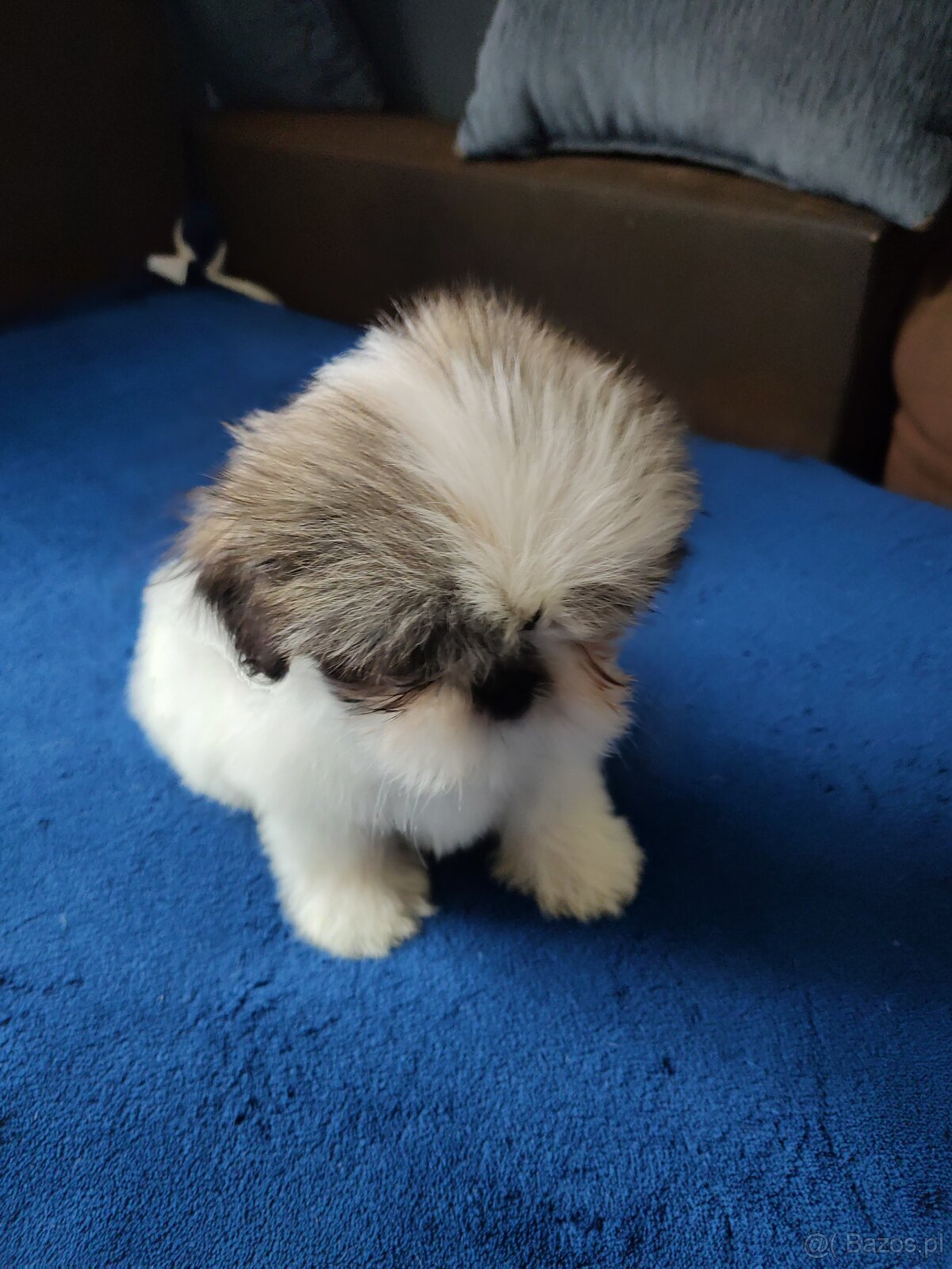 Suczka Shih-tzu - 6