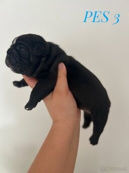 Buldog Staroangielski - Old English Bulldog - 6