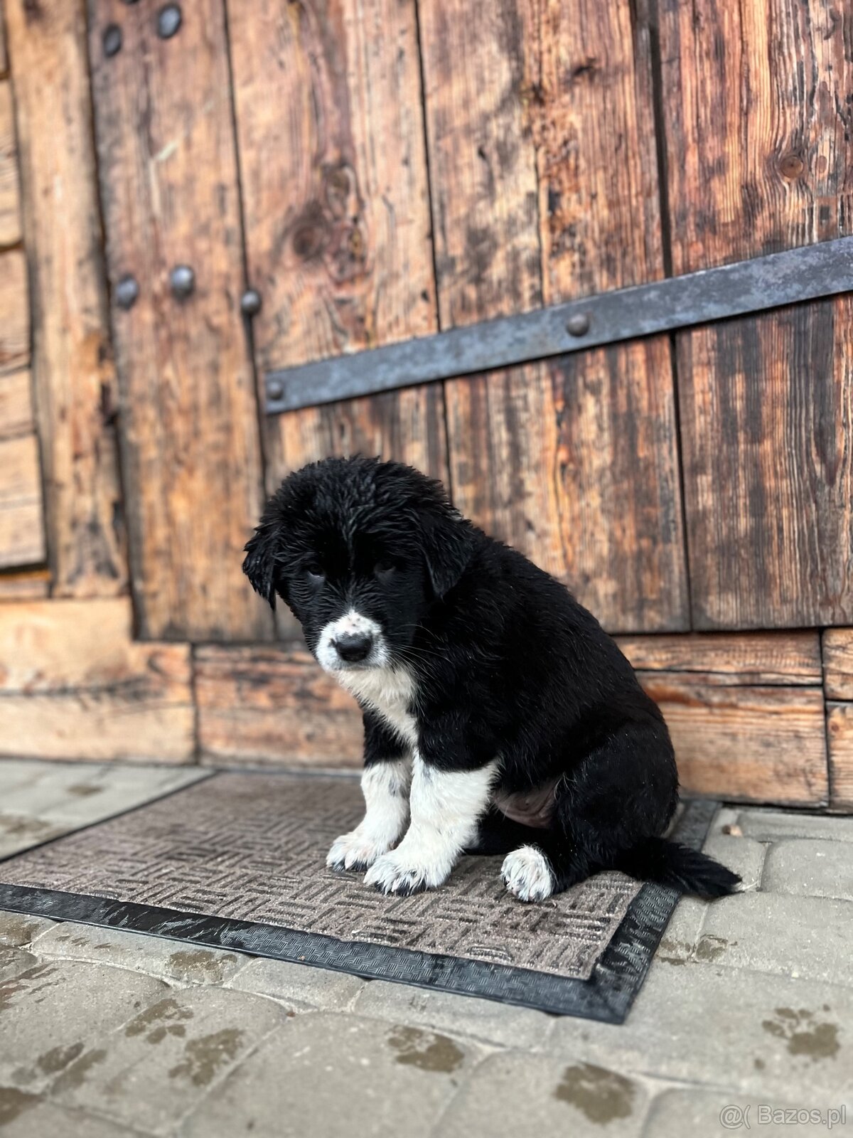 Szczeniaki owczarka środkowoazjatyckiego. - 6