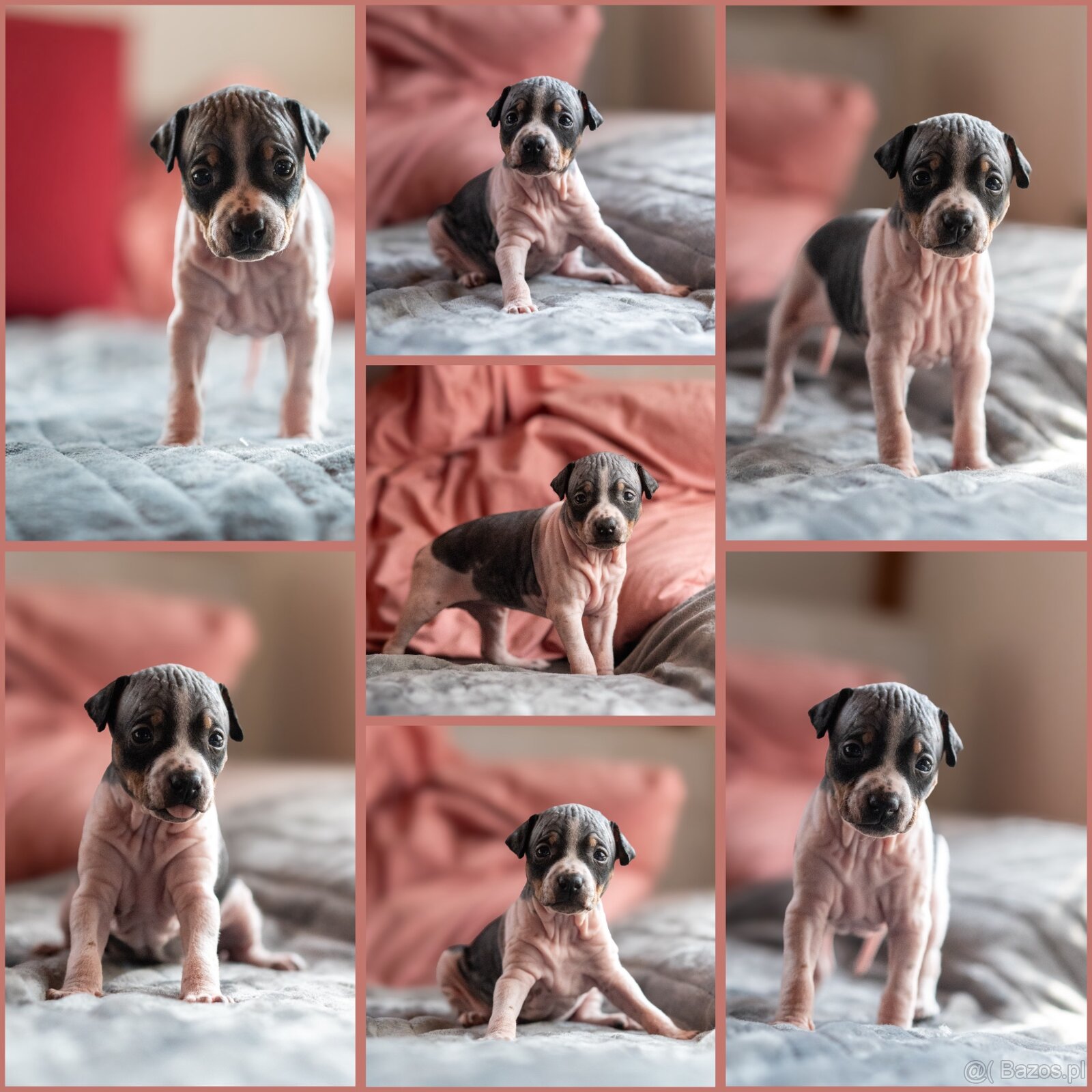 Amerykánski terier bezwłosy - 6