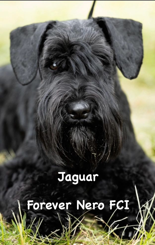 Suczka sznaucer miniaturowy - 6