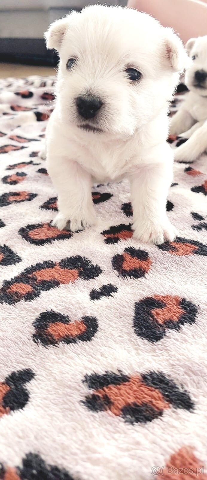 Szczeniak West Highland White Terrier - 6