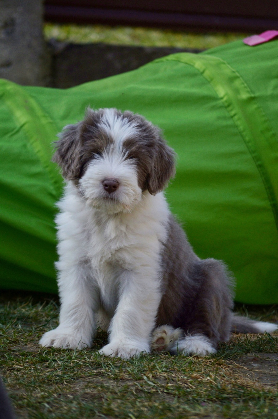 Bearded Collie - 6