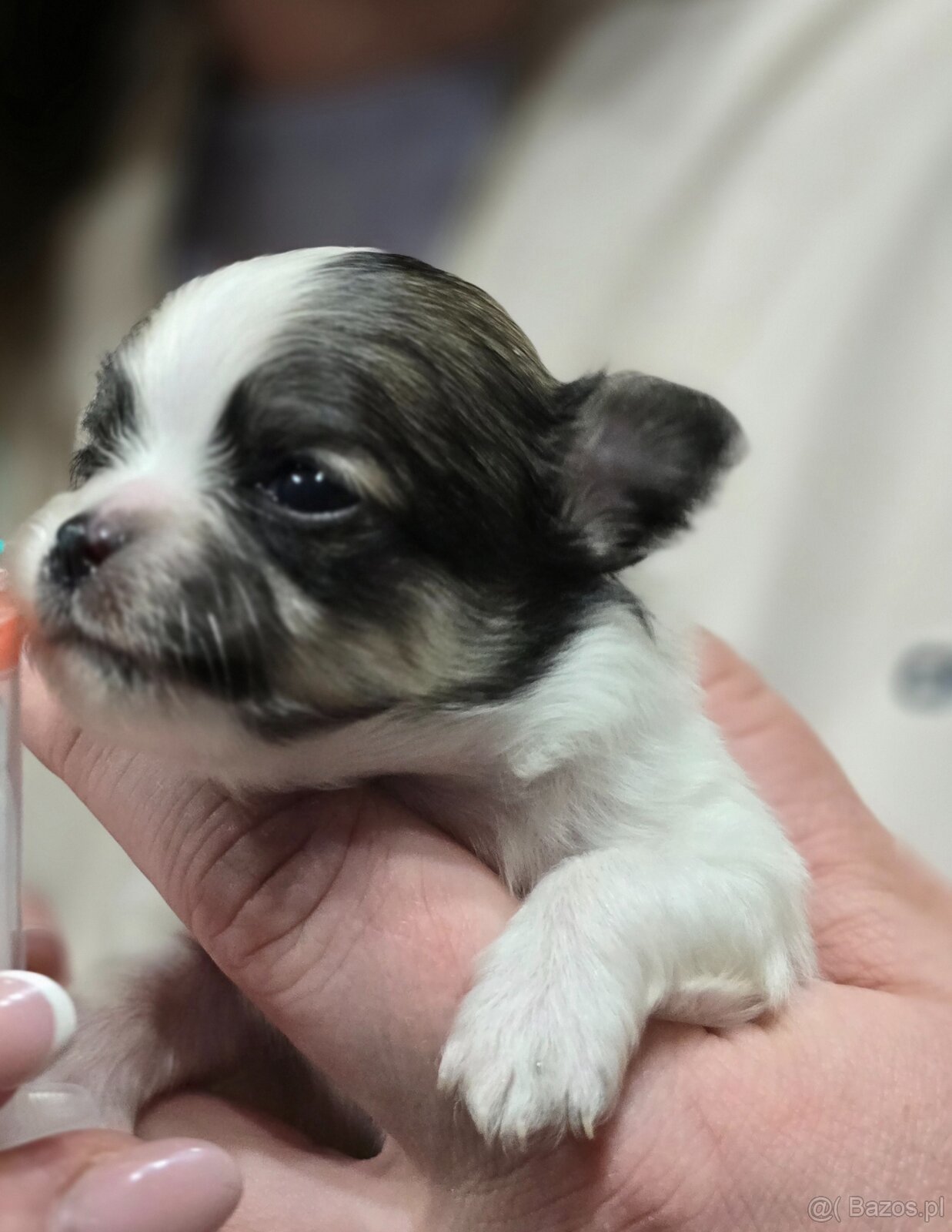 Chihuahua-wyjątkowe pieski, rodowód. - 6