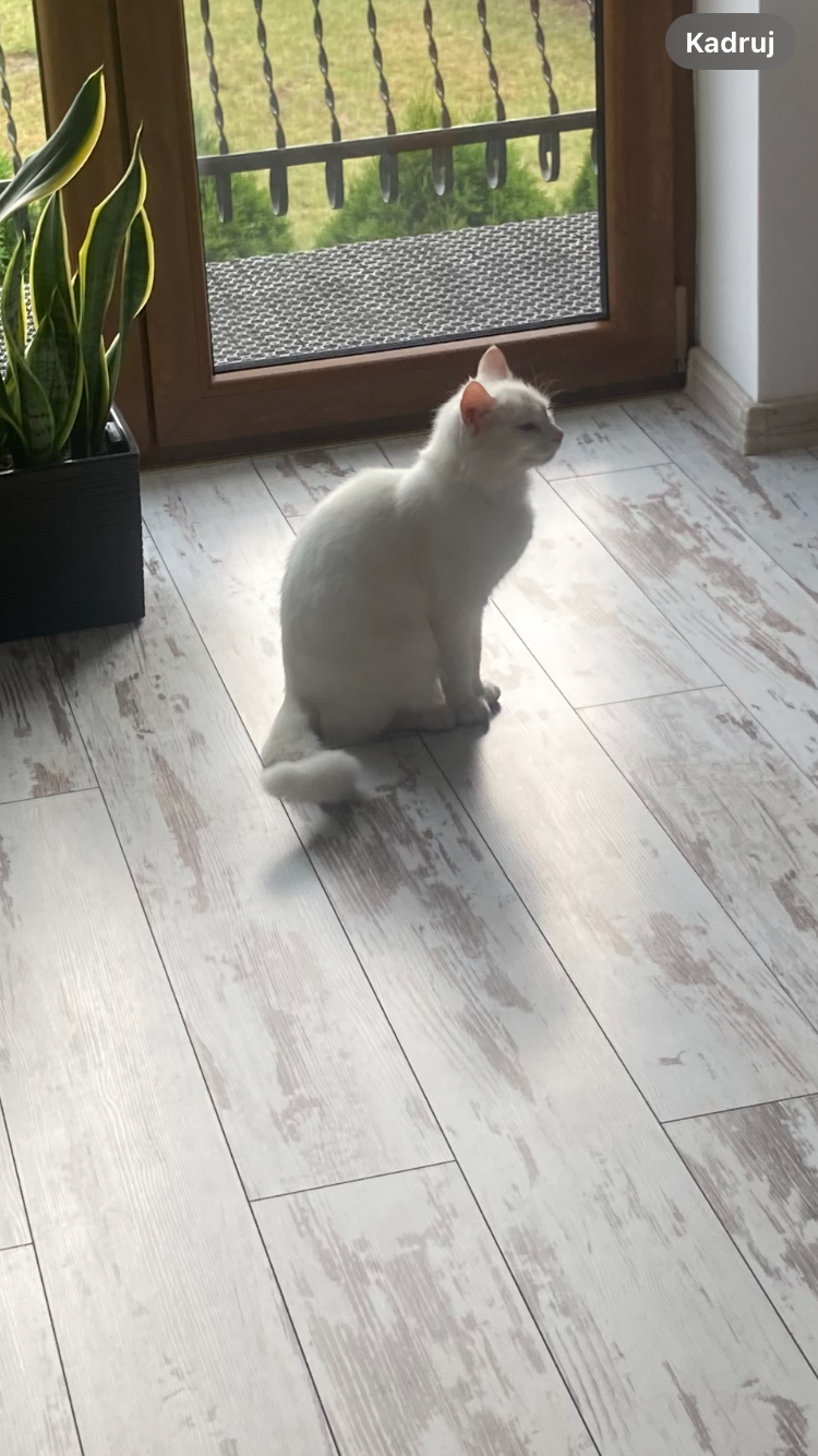 Biała kotka Khao Manee - 6