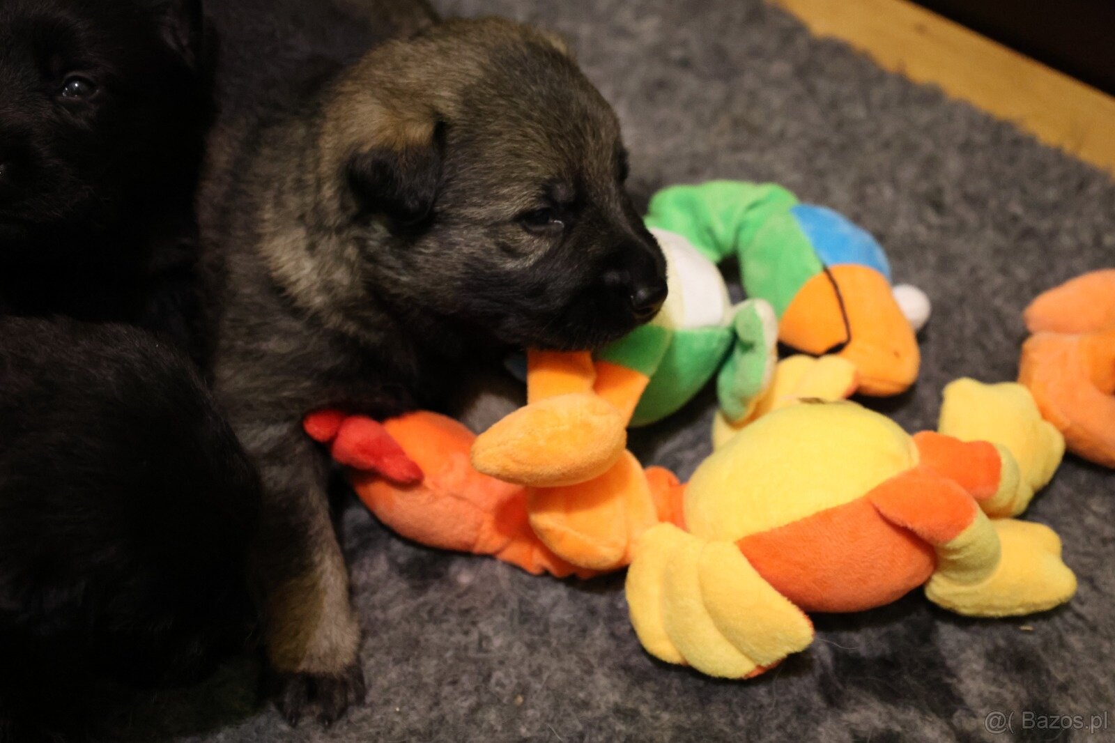 Szczenięta owczarka niemieckiego z rodowodem - 6