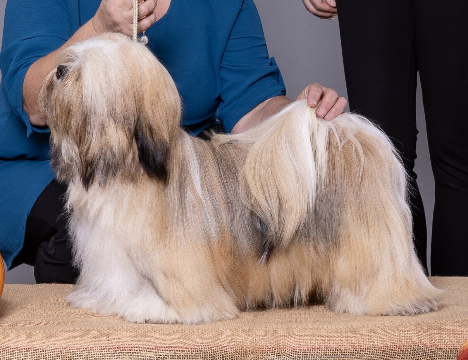 LHASA APSO szczenieta s PP - 6