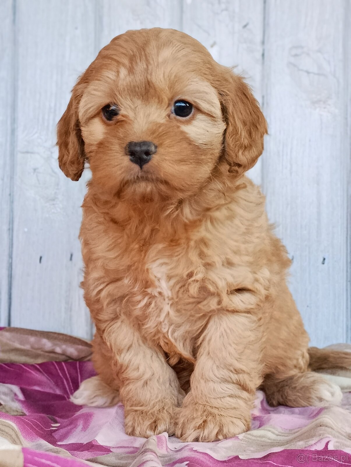 Cavapoo szczenięta - 6