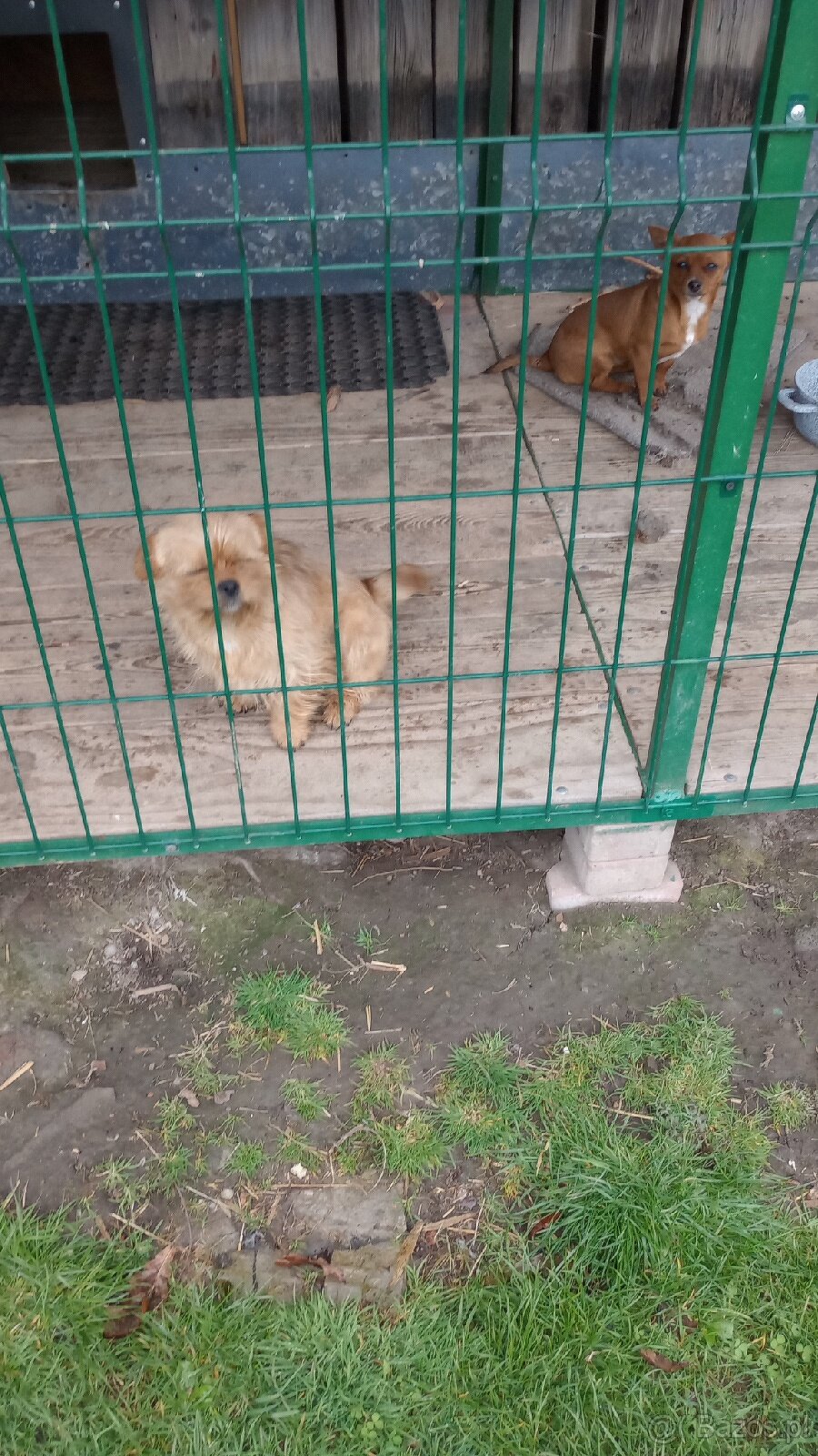 Mały pies do wydania - 6