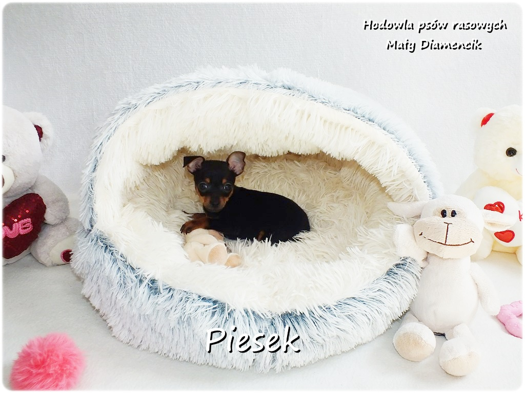 Pinczer miniaturowy- Ratlerek, tzw.sarenka, MINI Piesek nr1 - 6